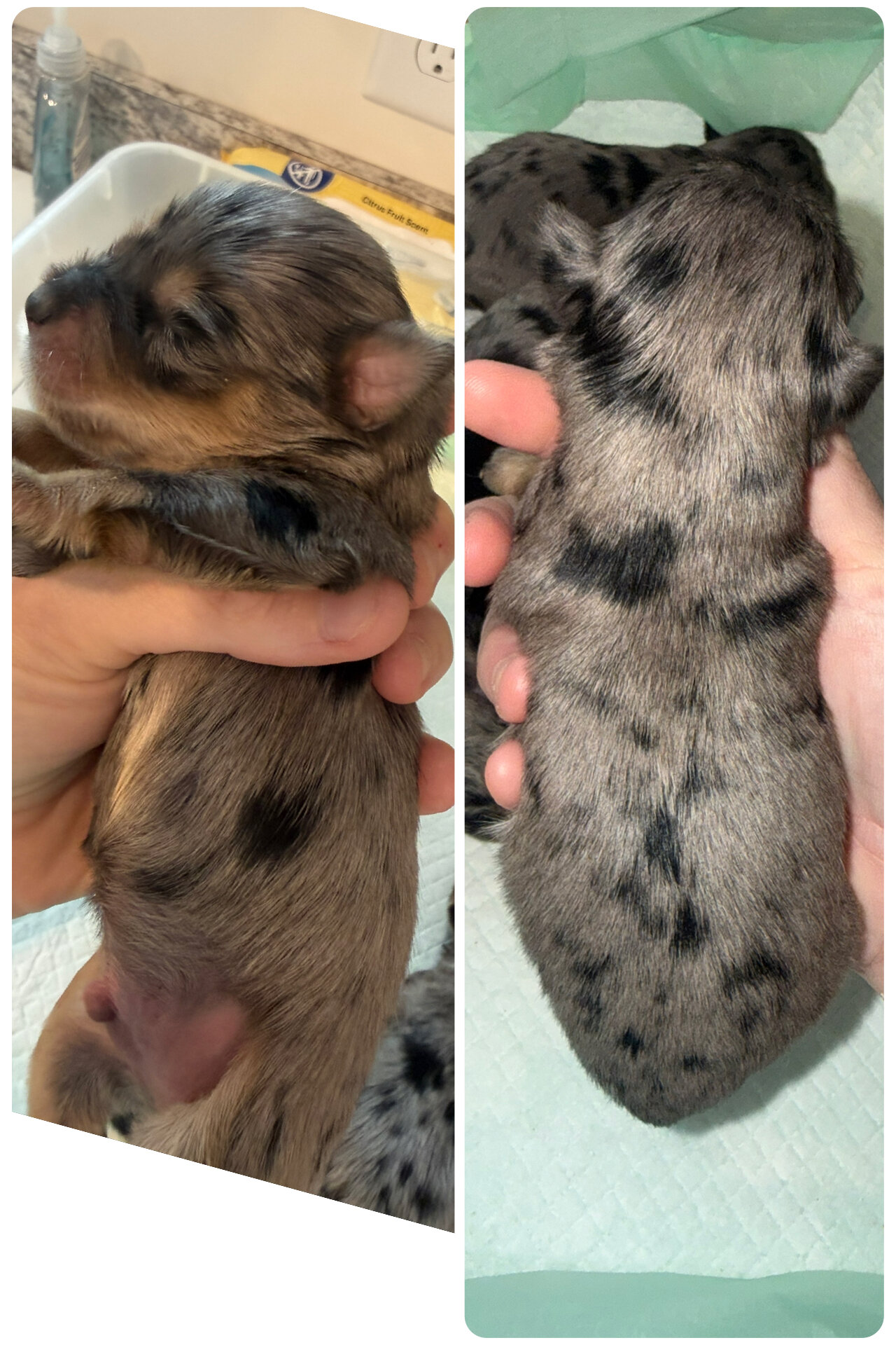 Miniature schnauzer puppies image 4