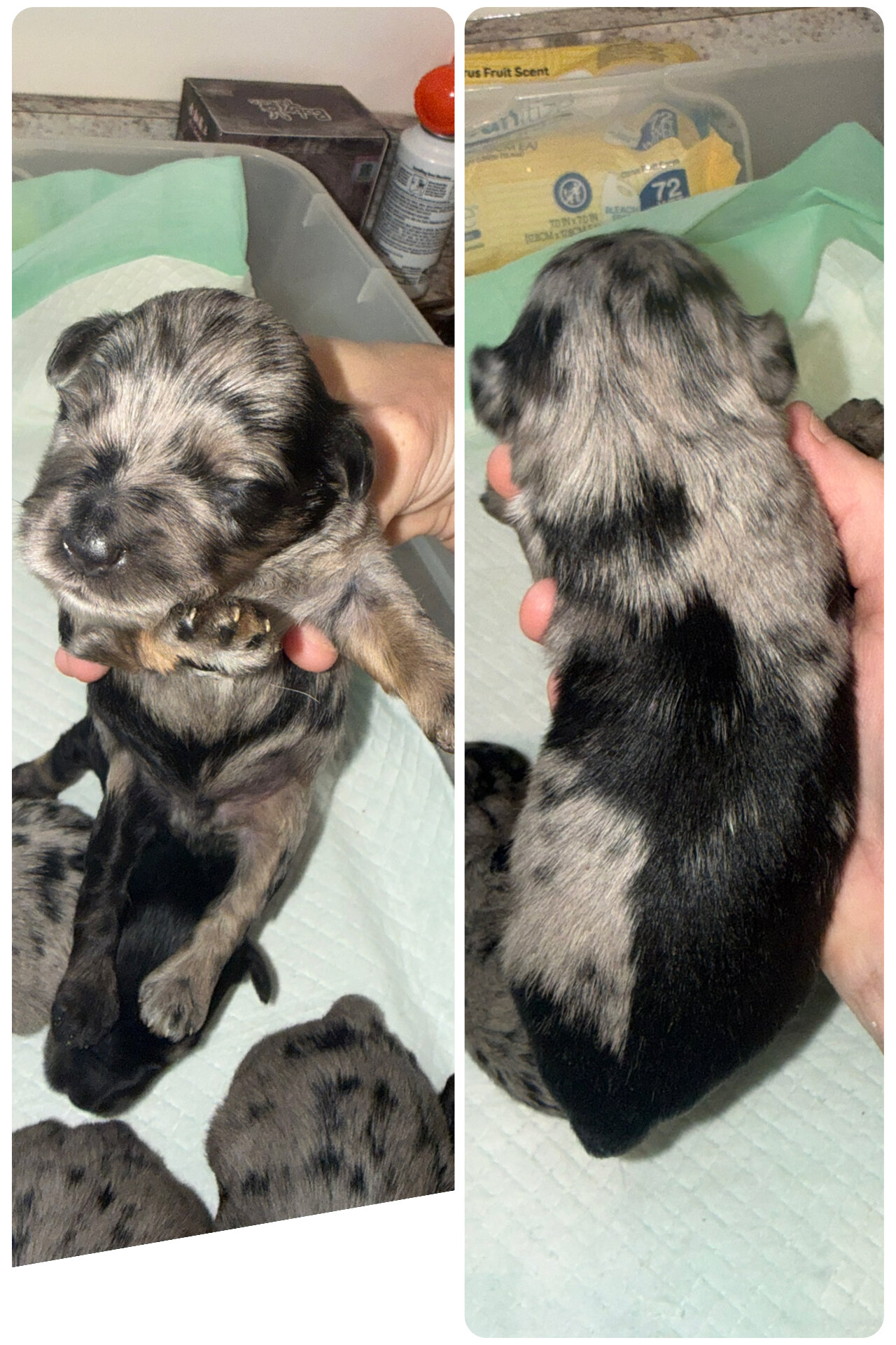 Miniature schnauzer puppies image 3