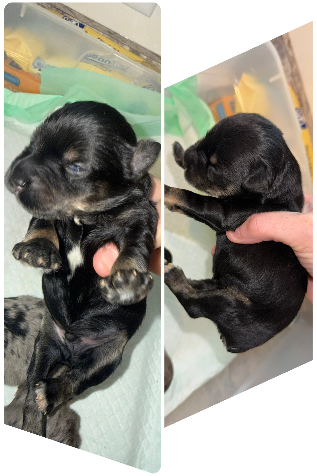 Miniature schnauzer puppies image 7