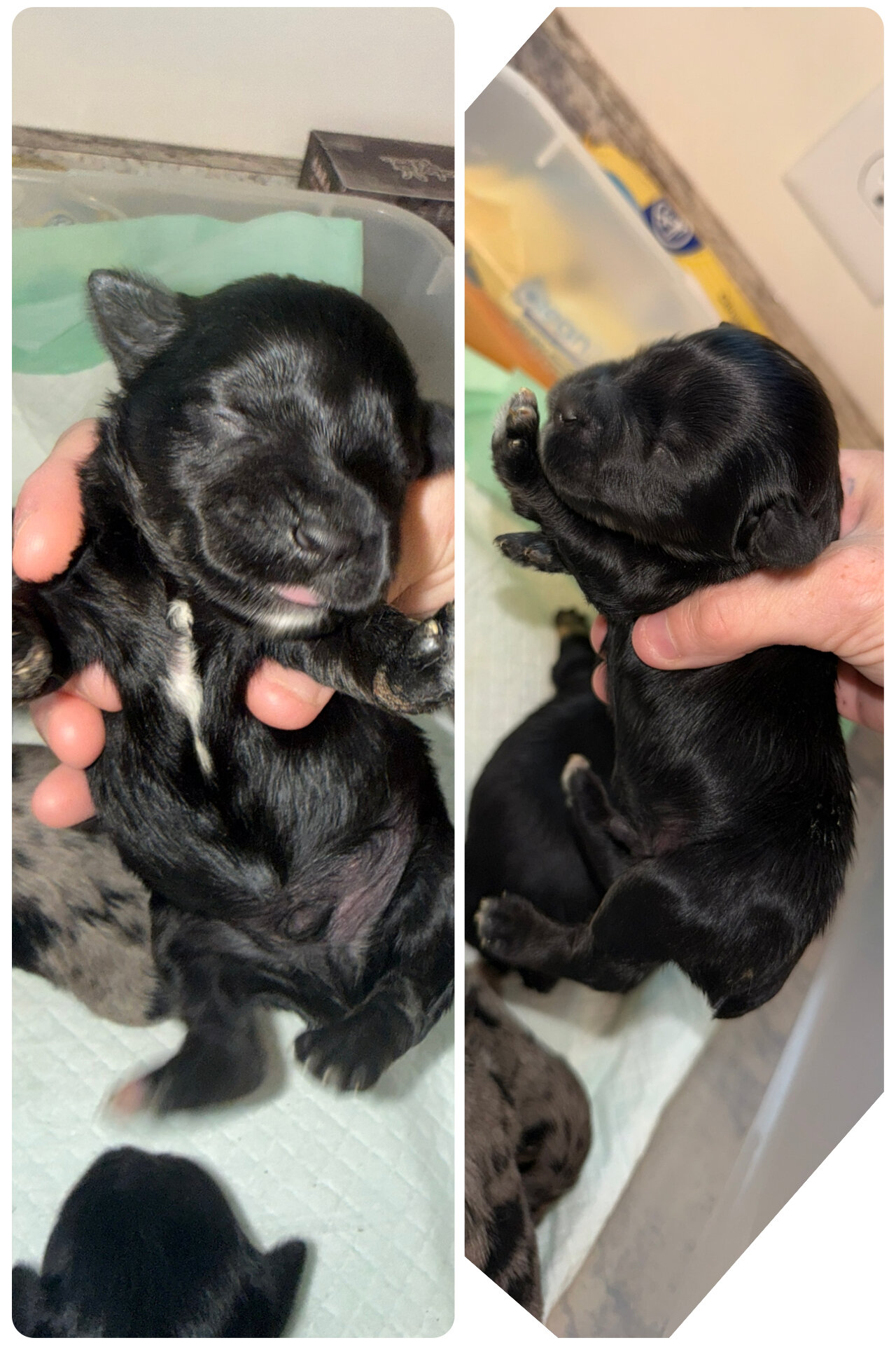 Miniature schnauzer puppies image 6