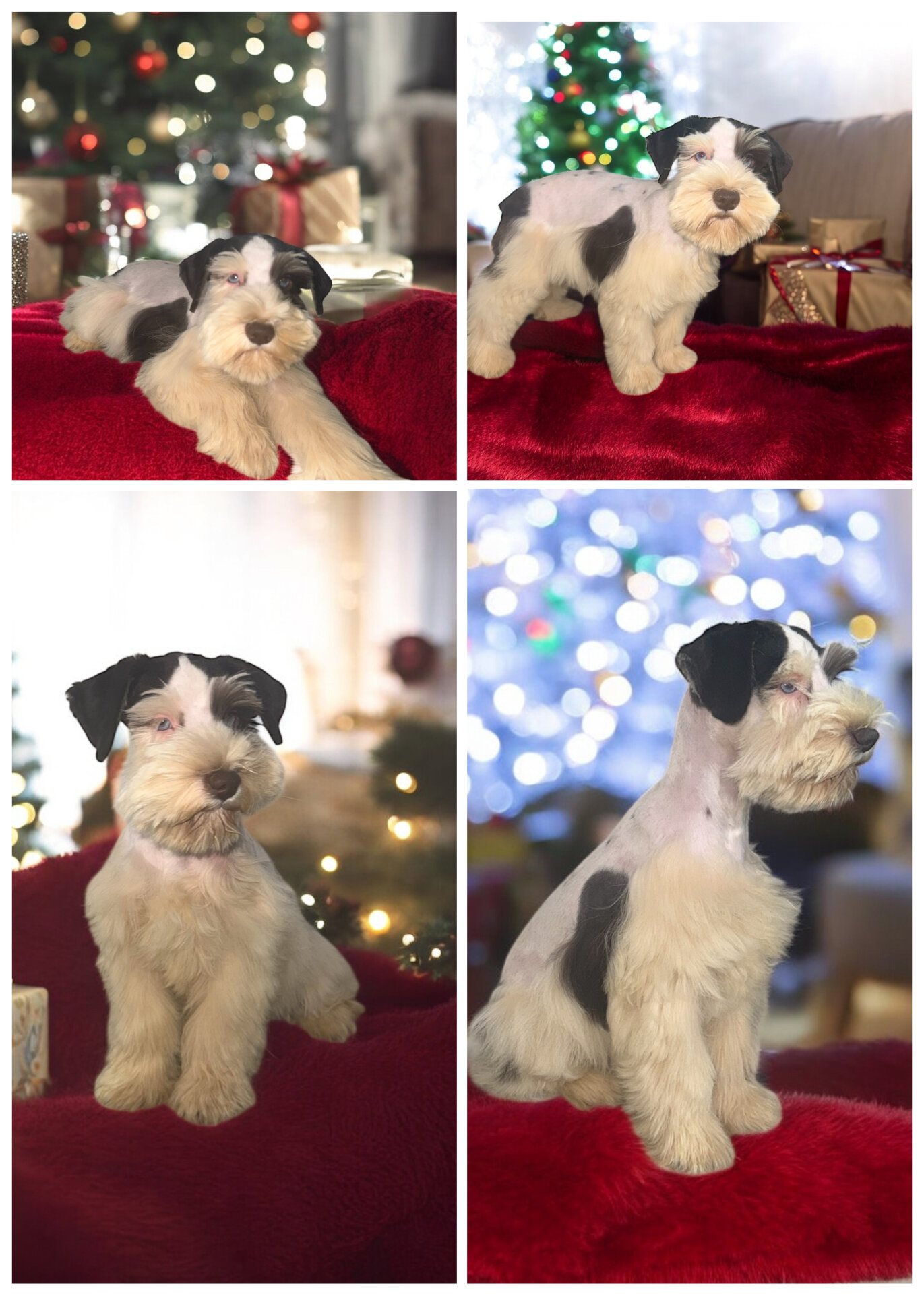 Miniature schnauzer puppies image 8