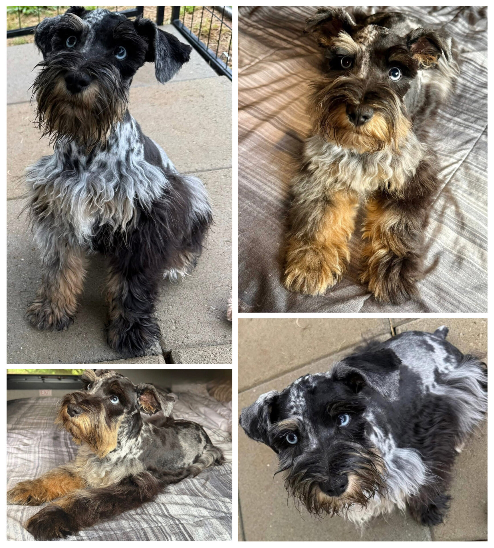 Miniature schnauzer puppies image 2