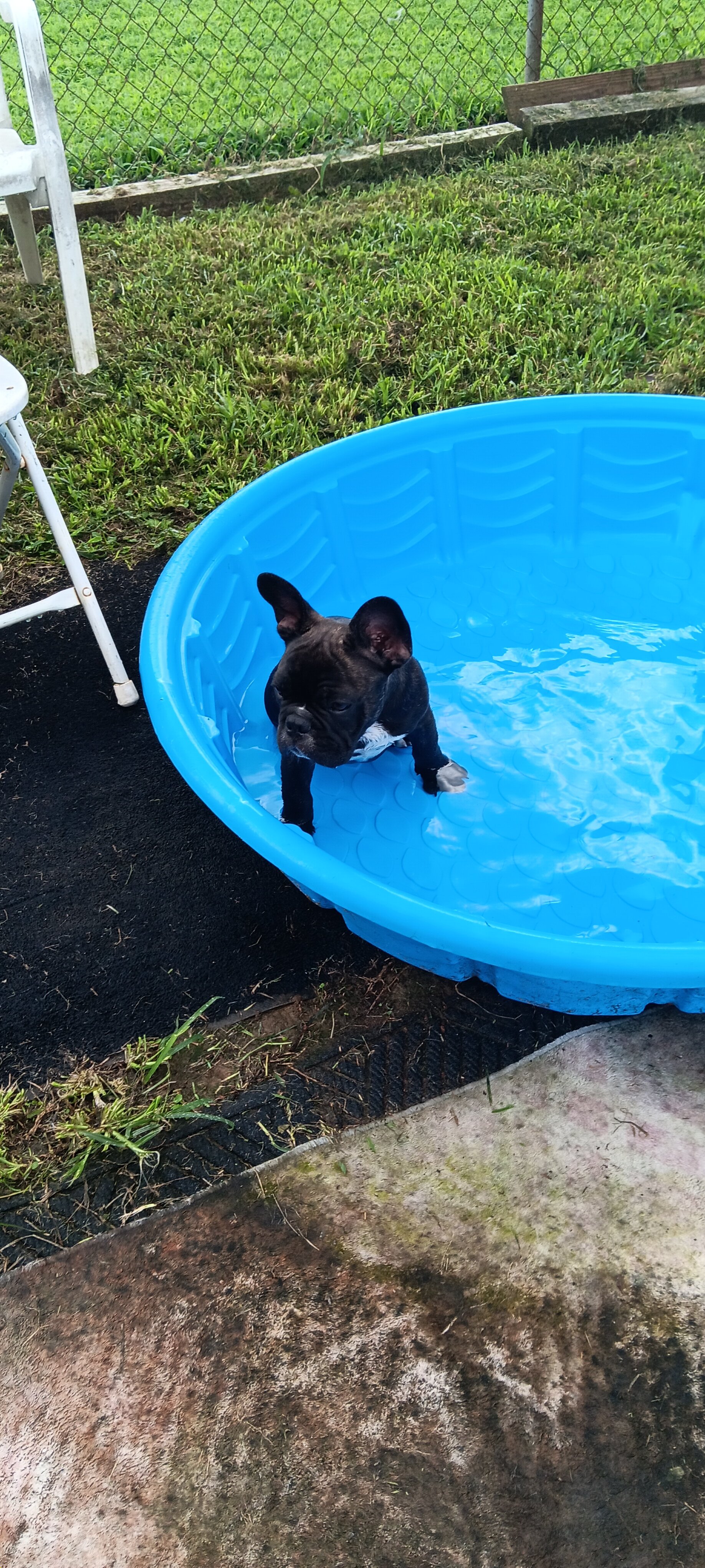 French Bulldogs 16 weeks old image 1