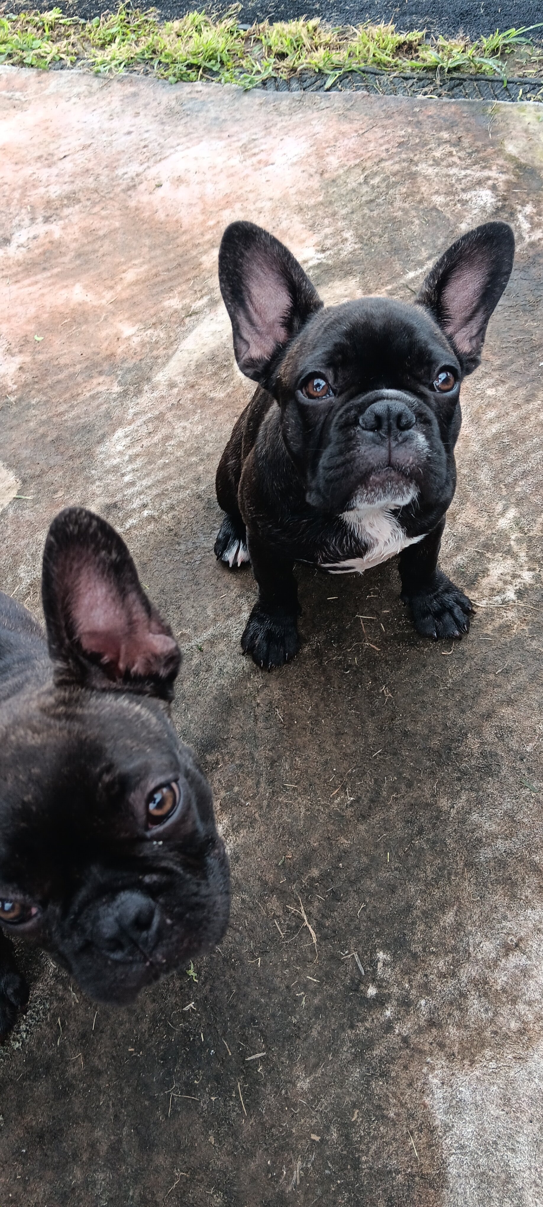 French Bulldogs 16 weeks old image 5