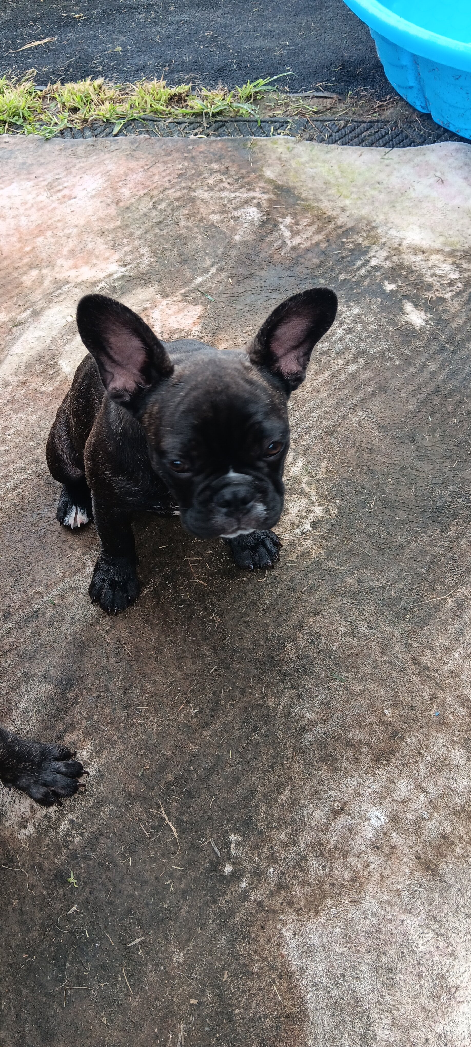 French Bulldogs 16 weeks old image 3