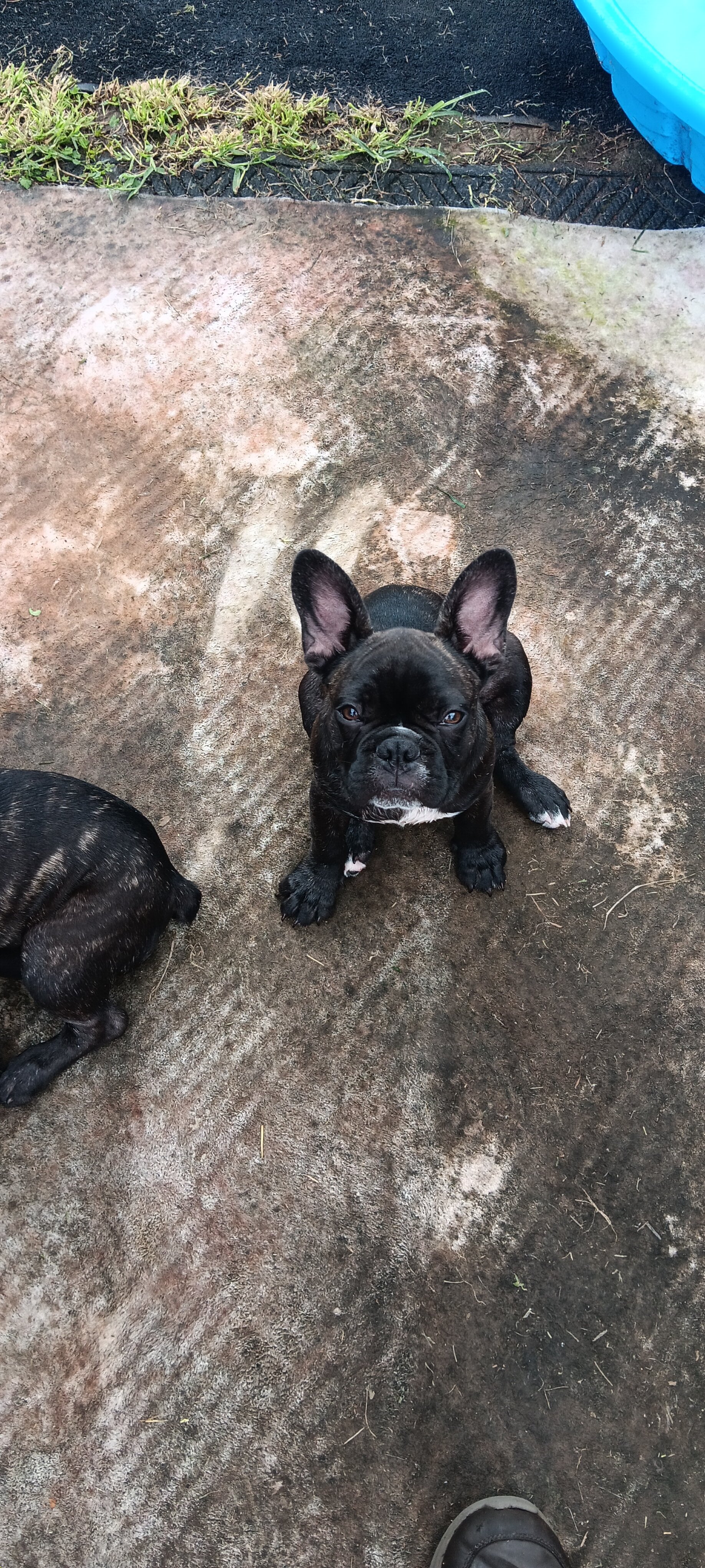 French Bulldogs 16 weeks old image 2