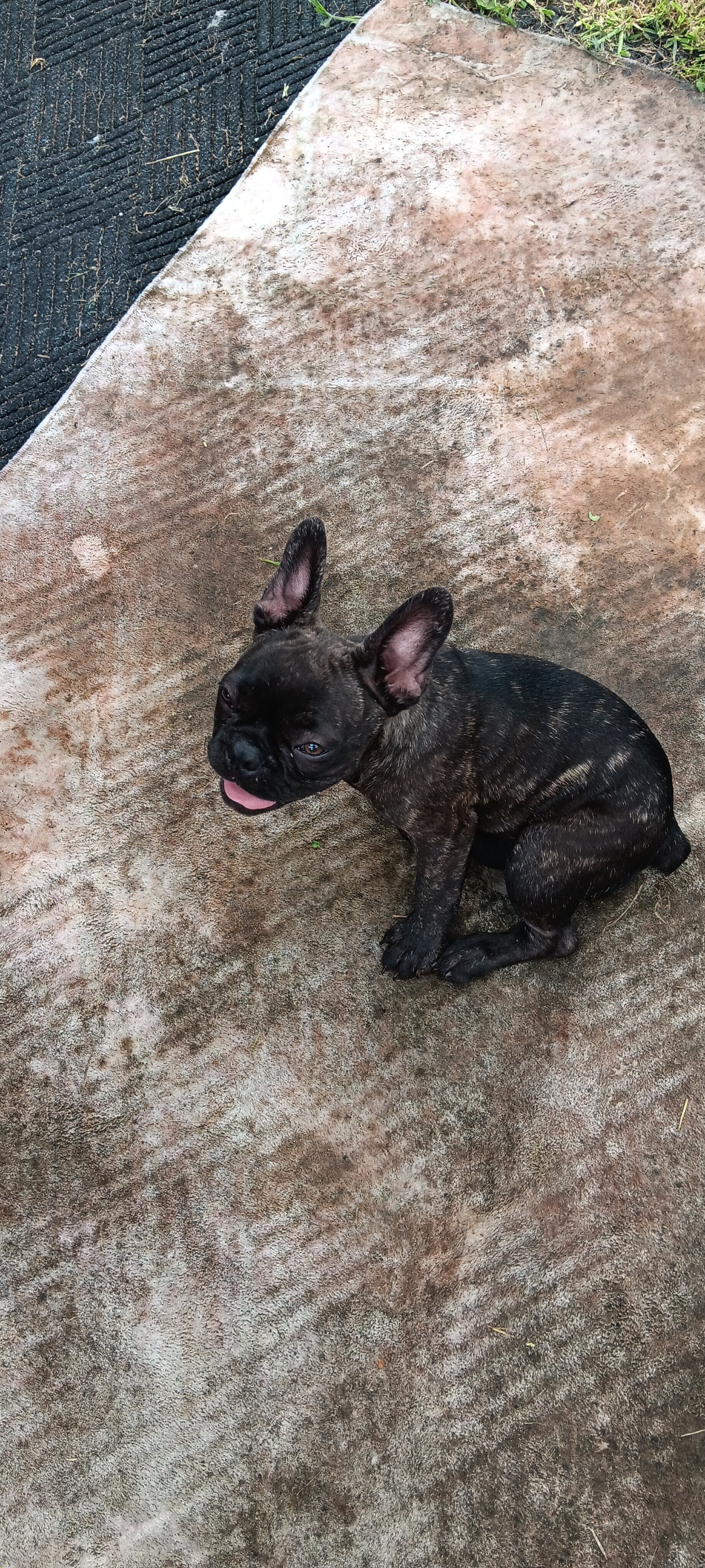 French Bulldogs 16 weeks old image 4