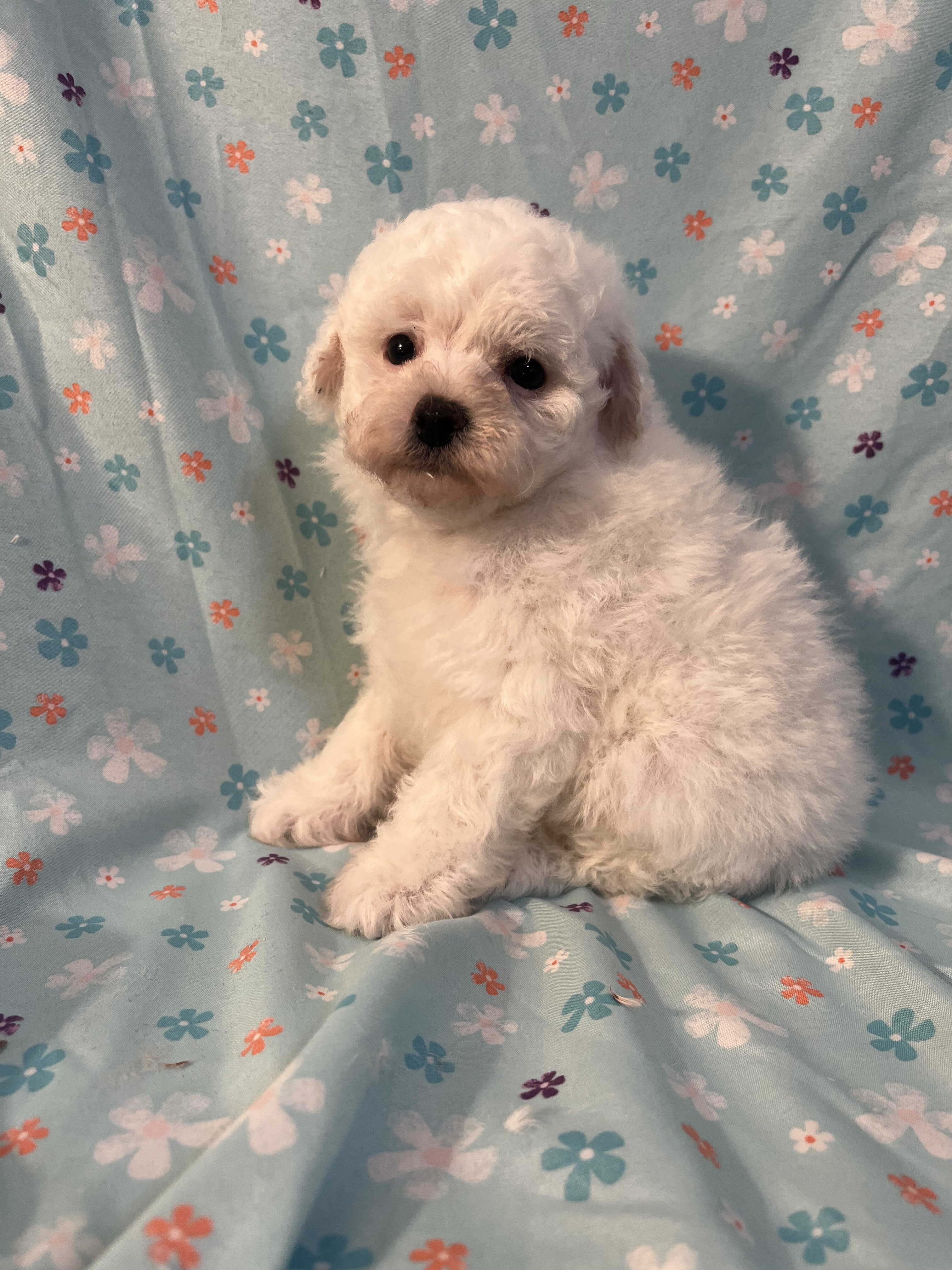 Miniature Poodle image 2