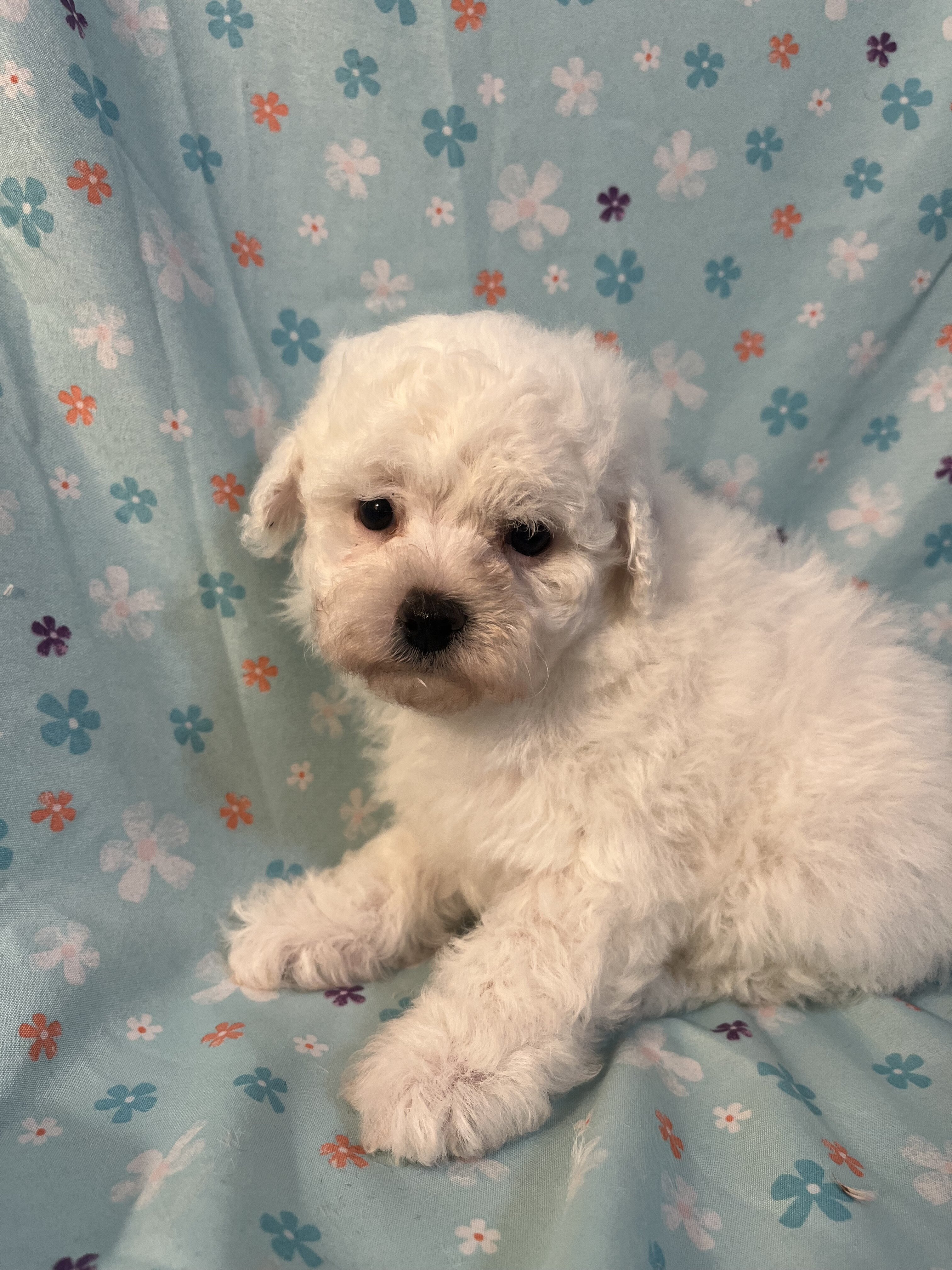 Miniature Poodle image 8