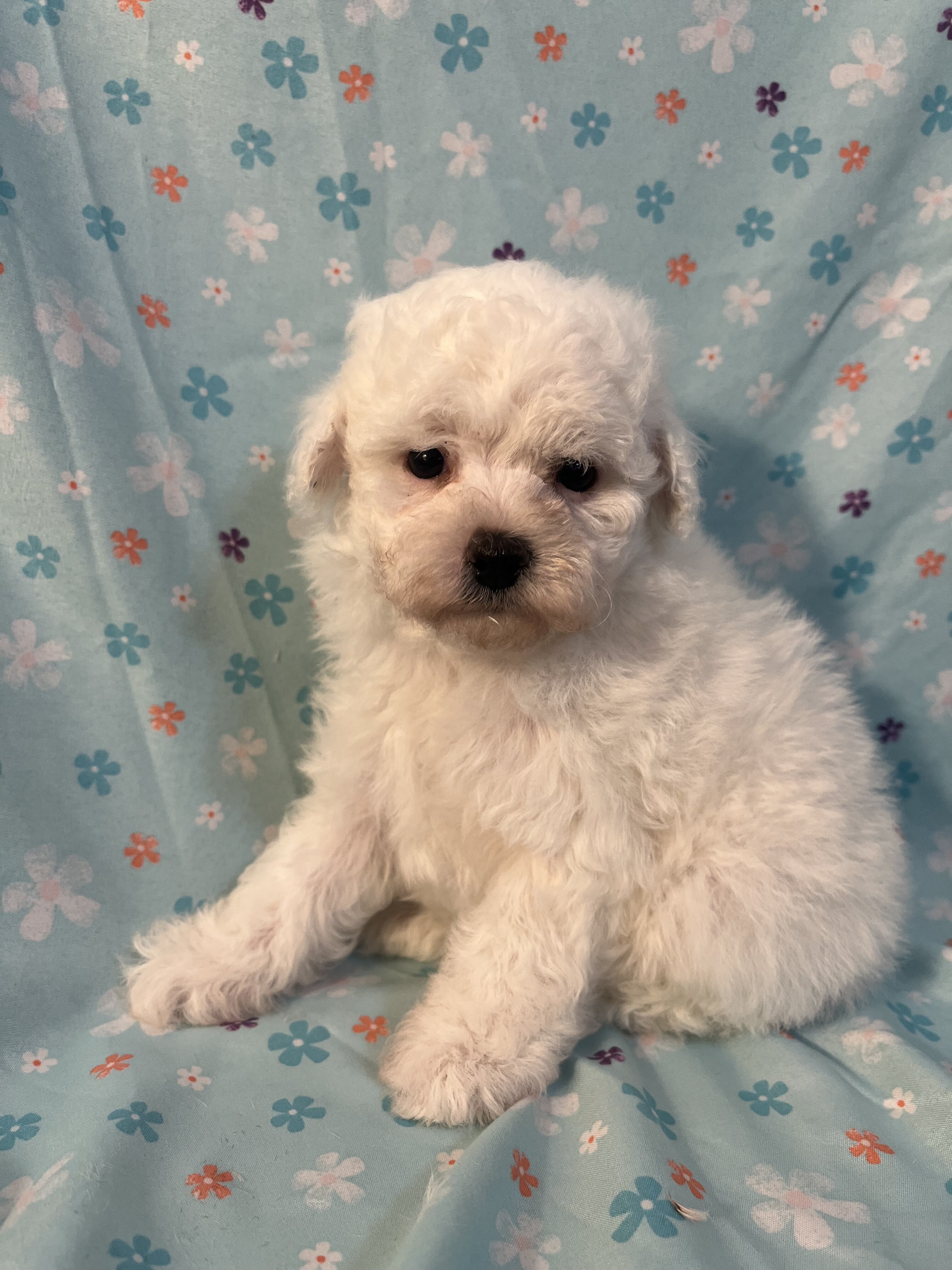 Miniature Poodle image 3