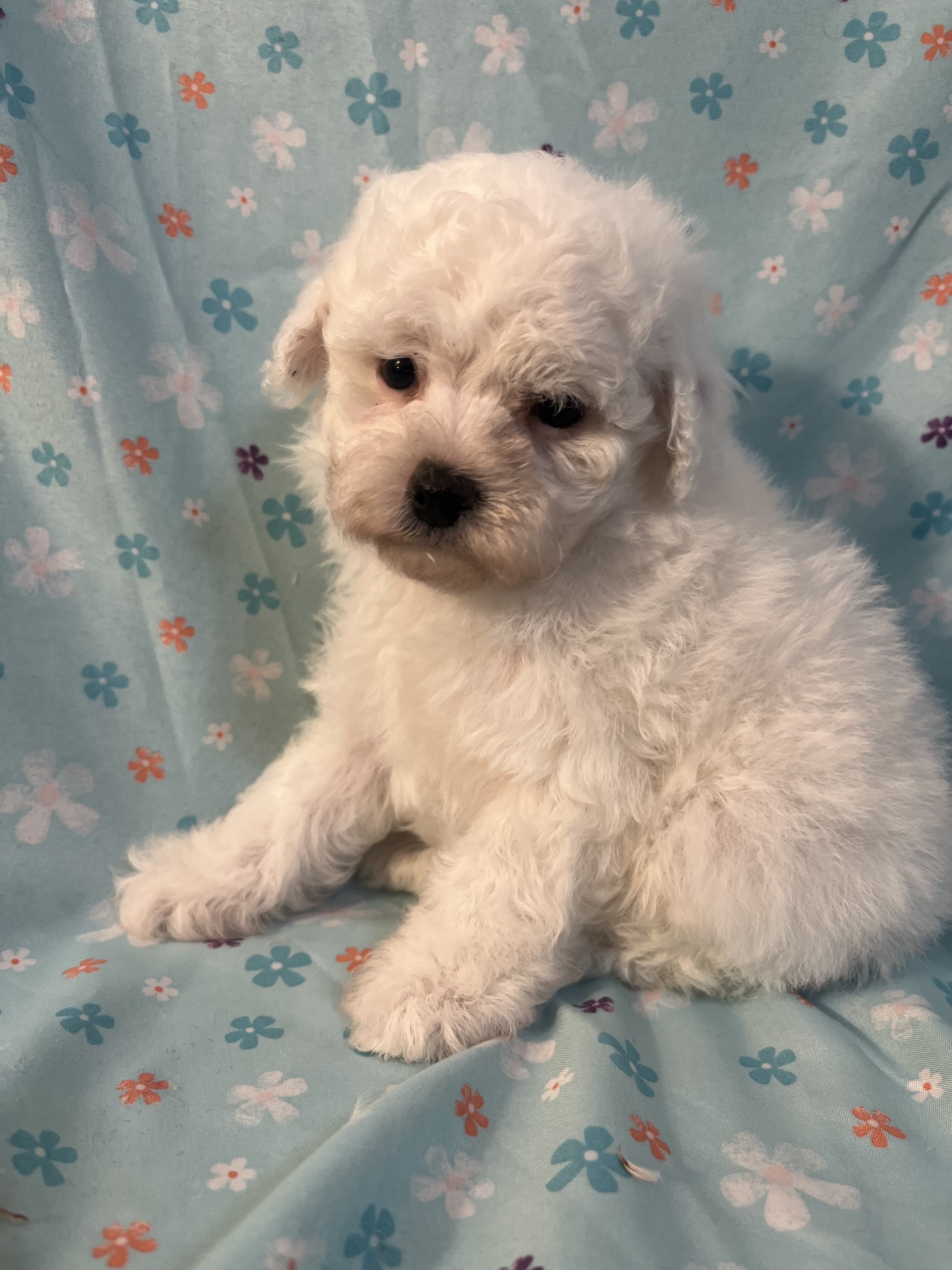Miniature Poodle image 6