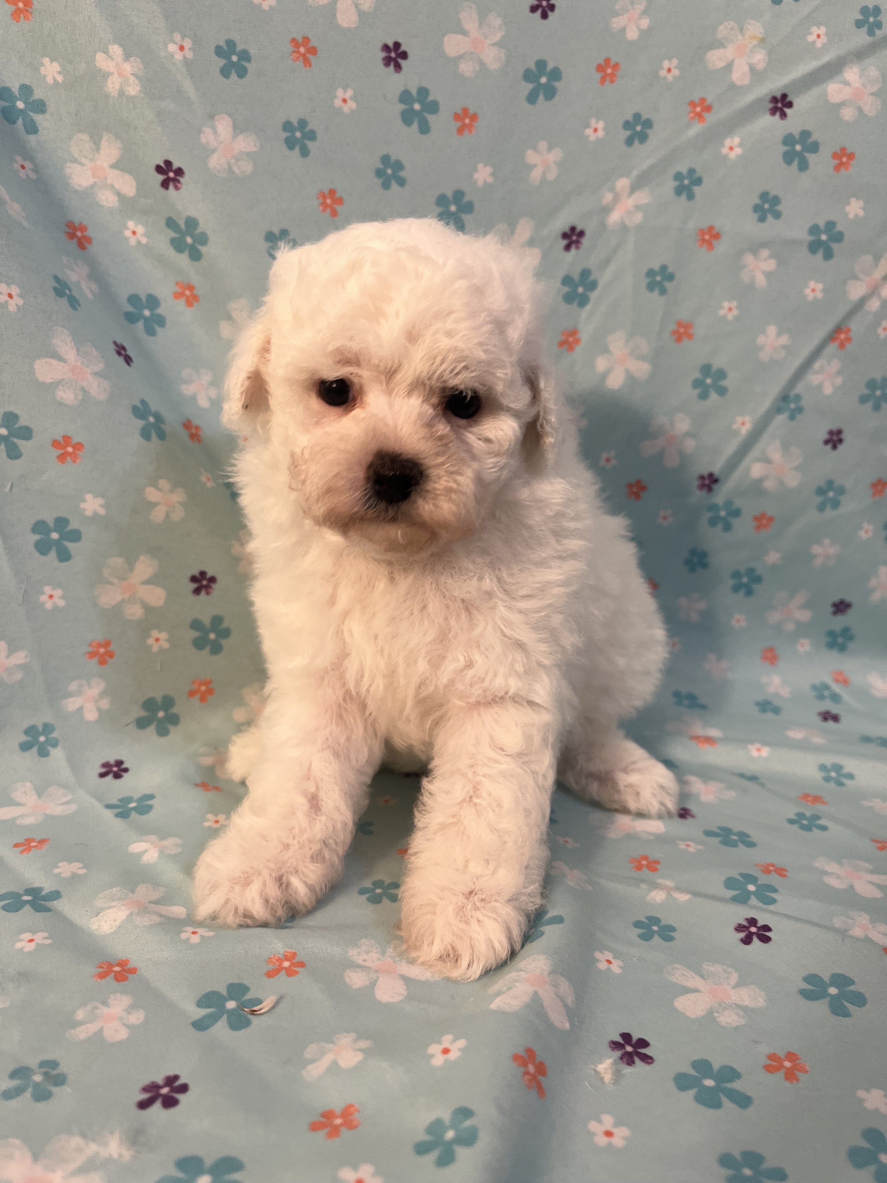 Miniature Poodle image 7