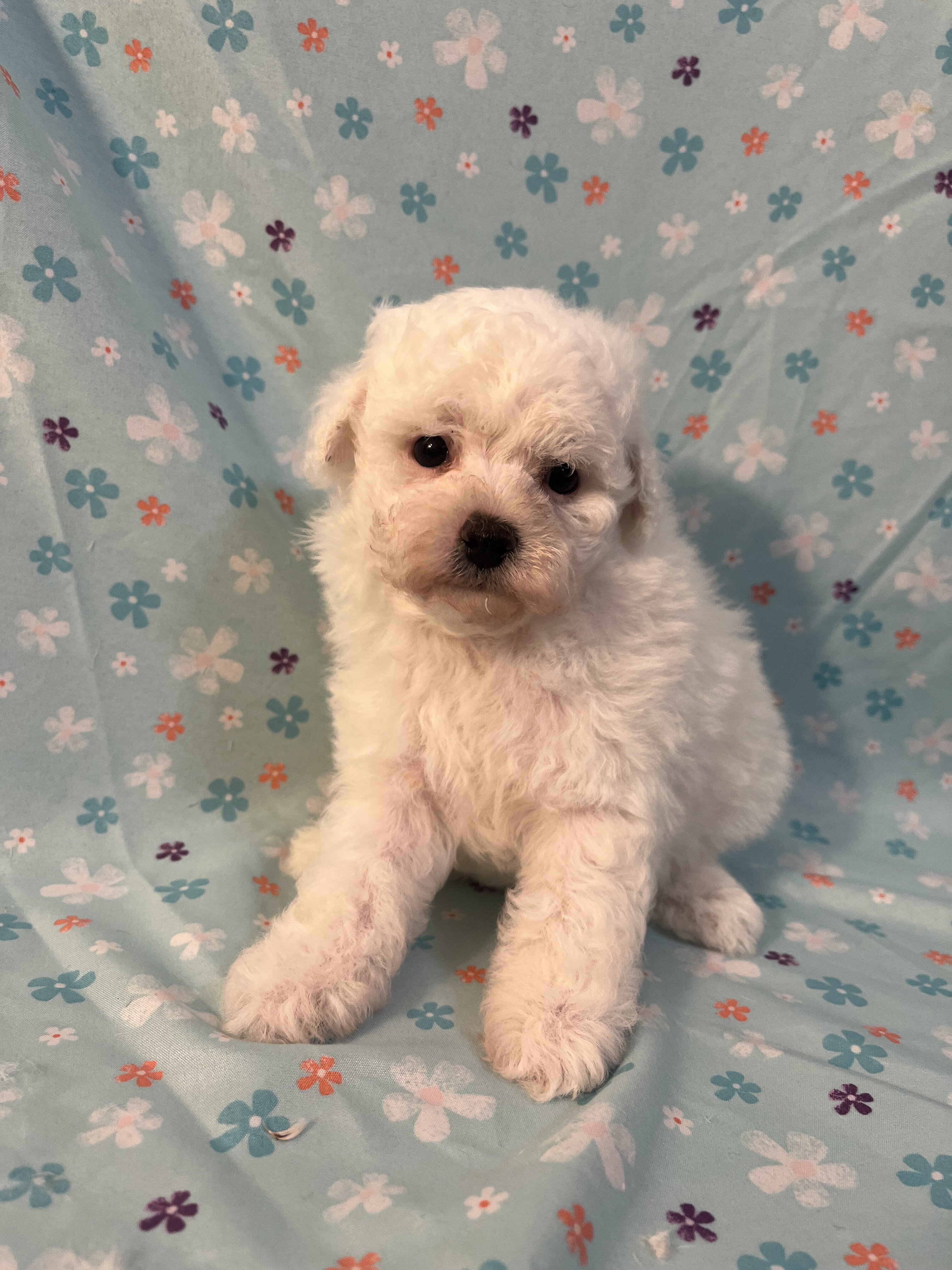 Miniature Poodle image 4