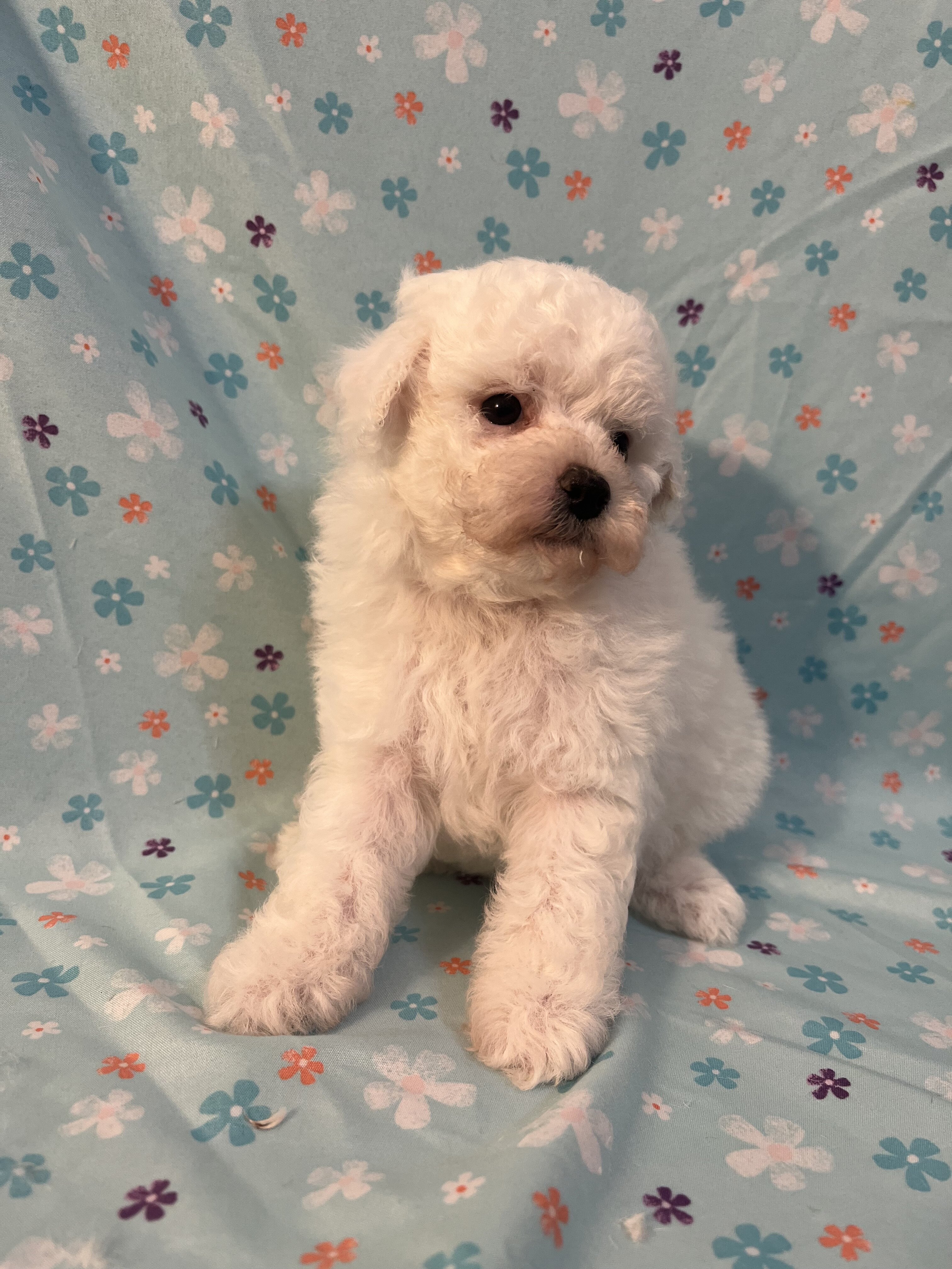 Miniature Poodle image 5