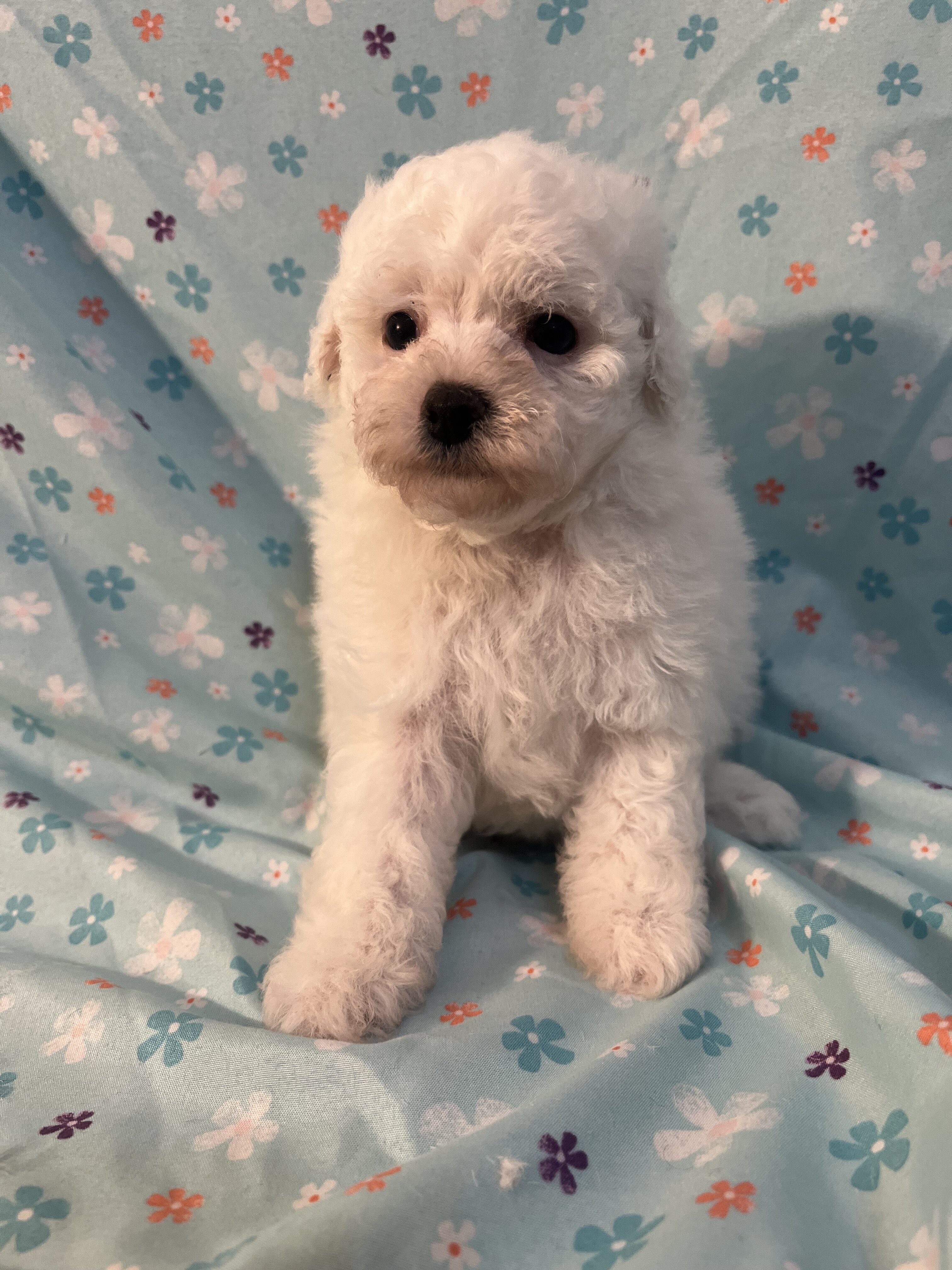 Miniature Poodle image 1