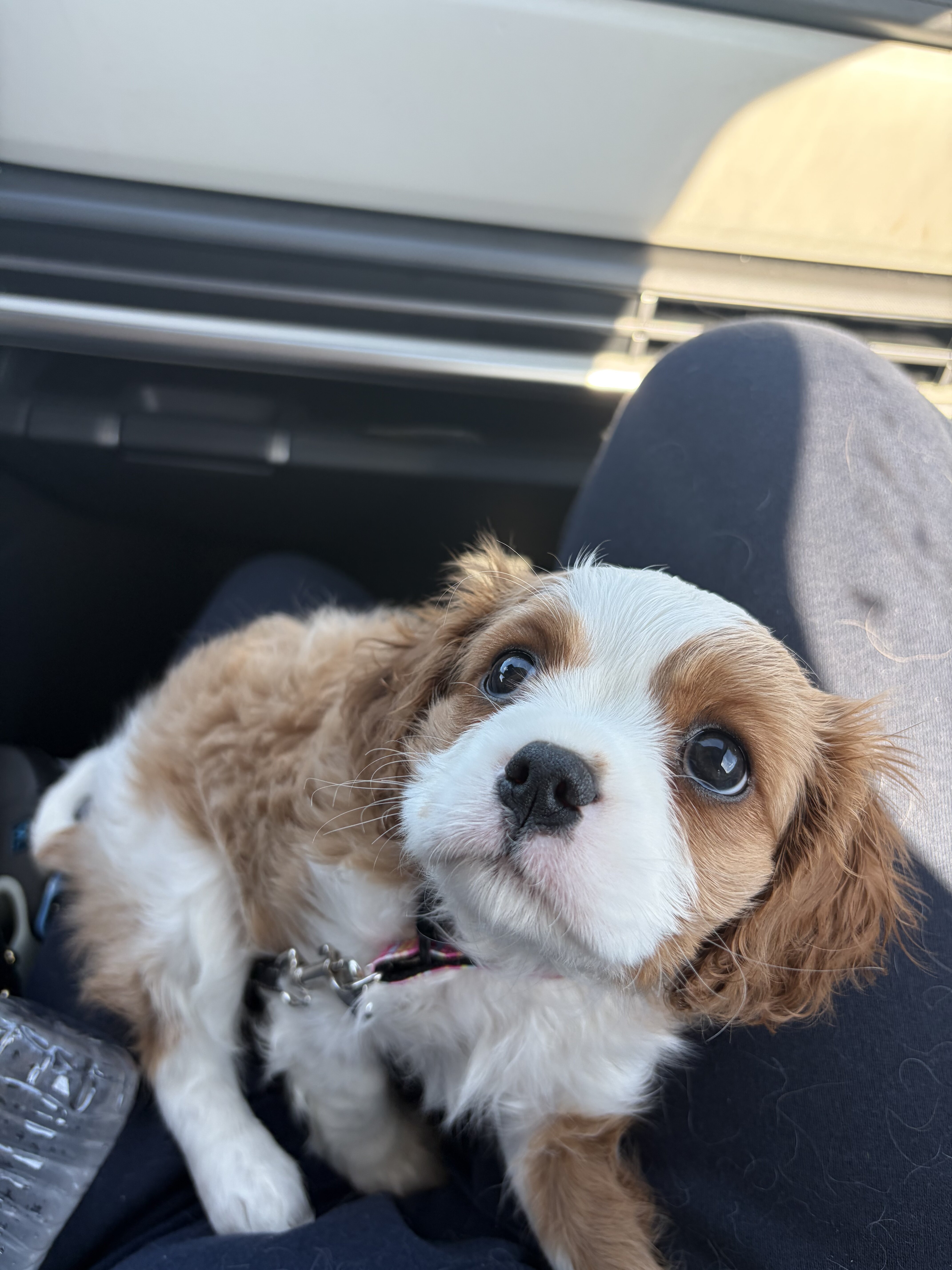 Lola image 3