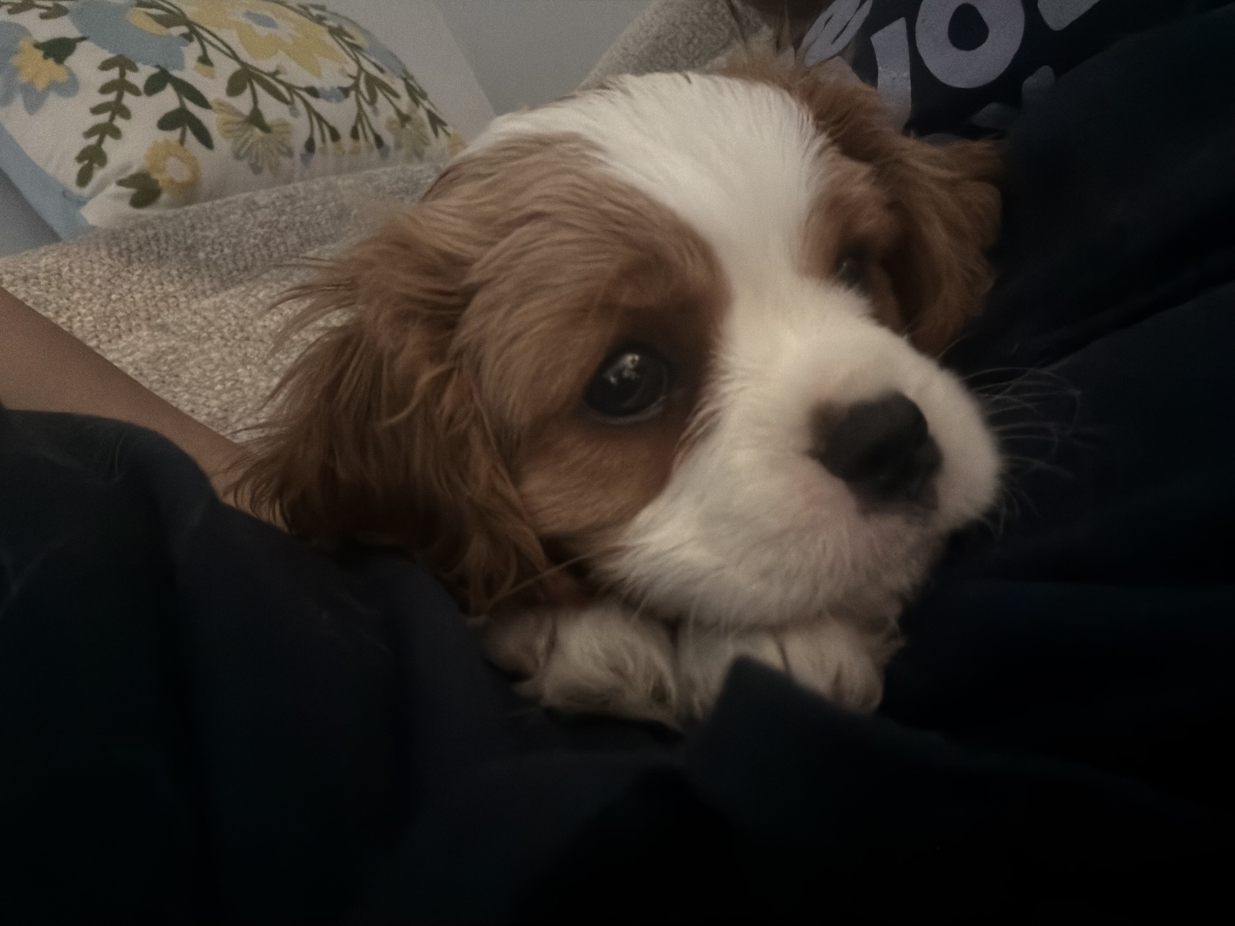Lola image 2