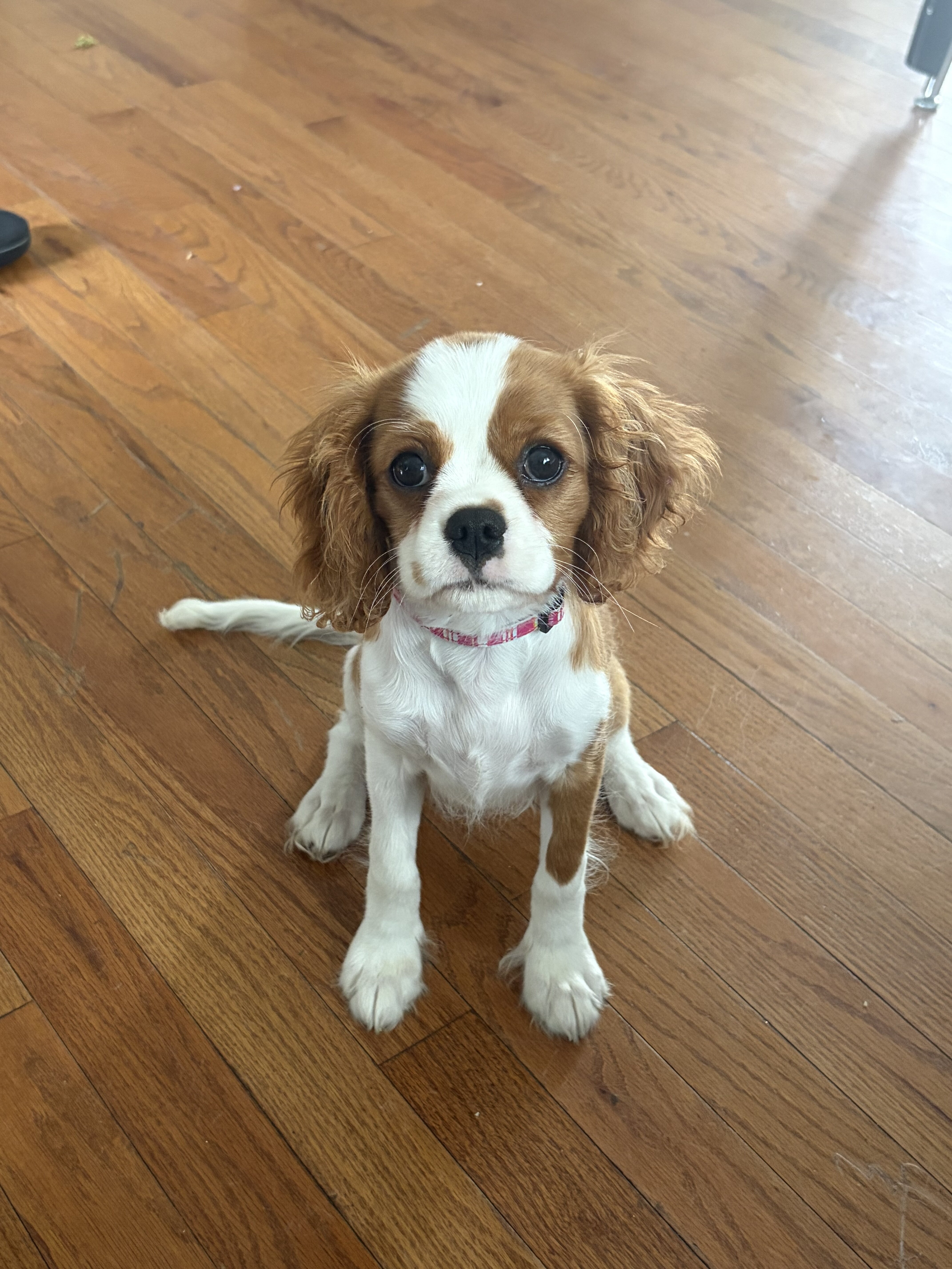 Lola image 1