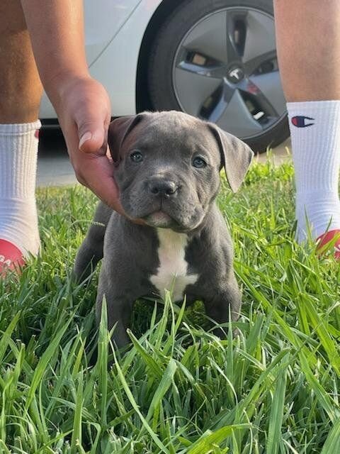 Pit bull puppy image 3