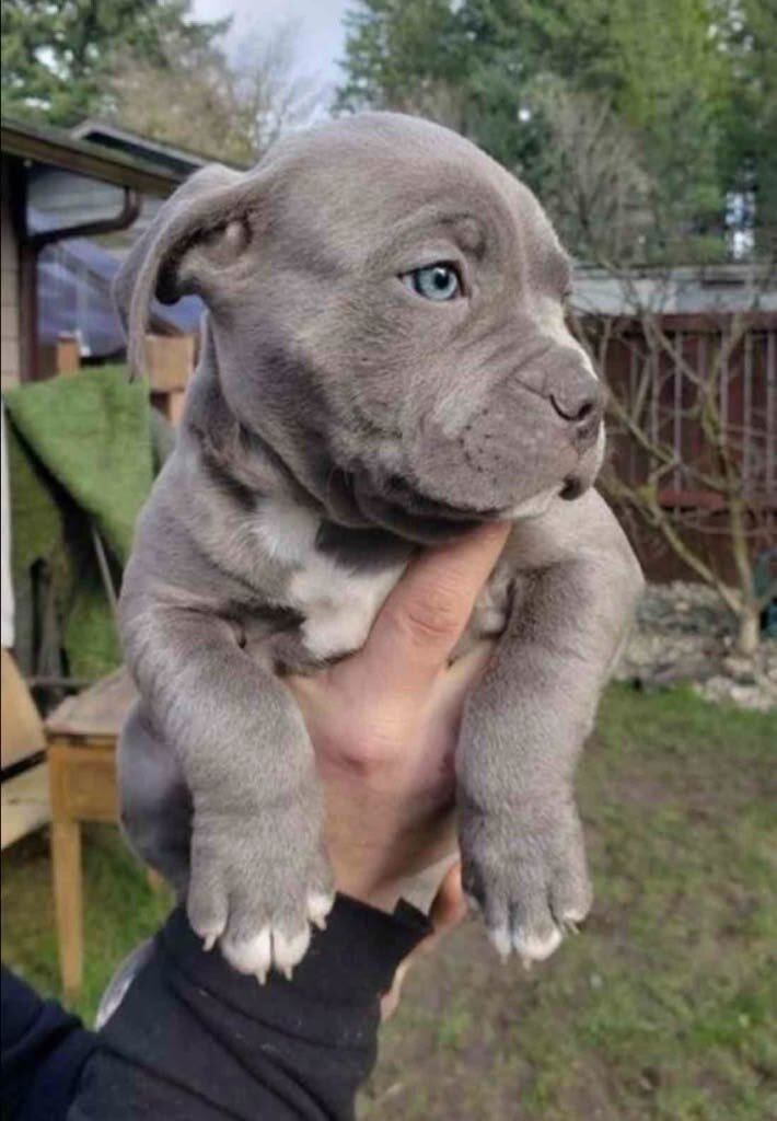 Pit bull puppy image 1