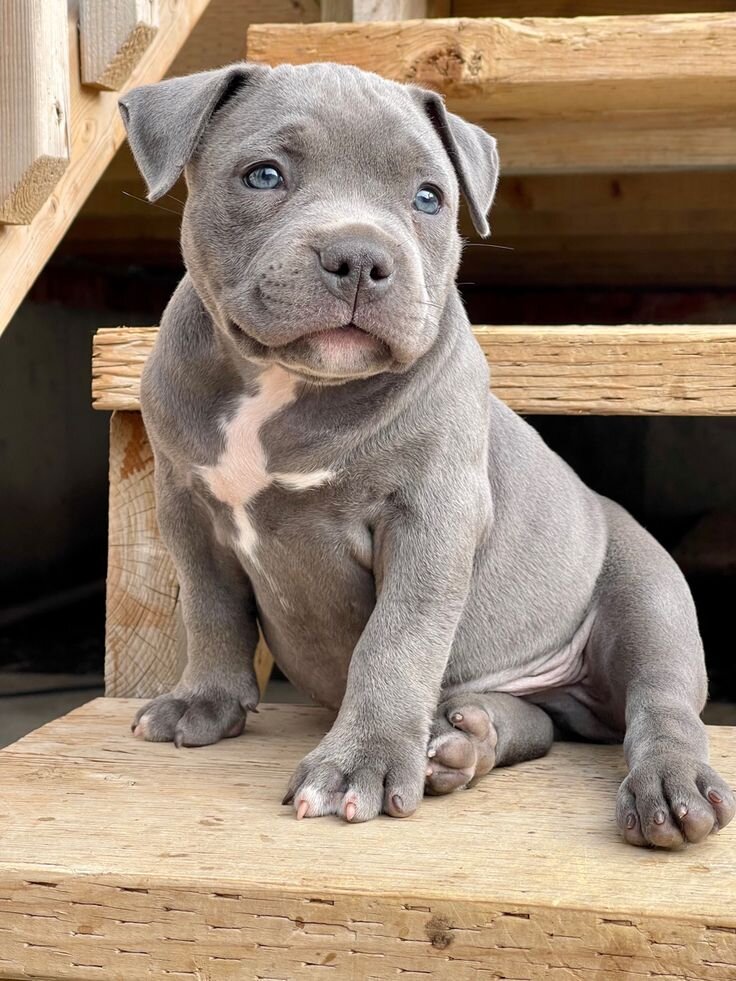 Pit bull puppy image 2