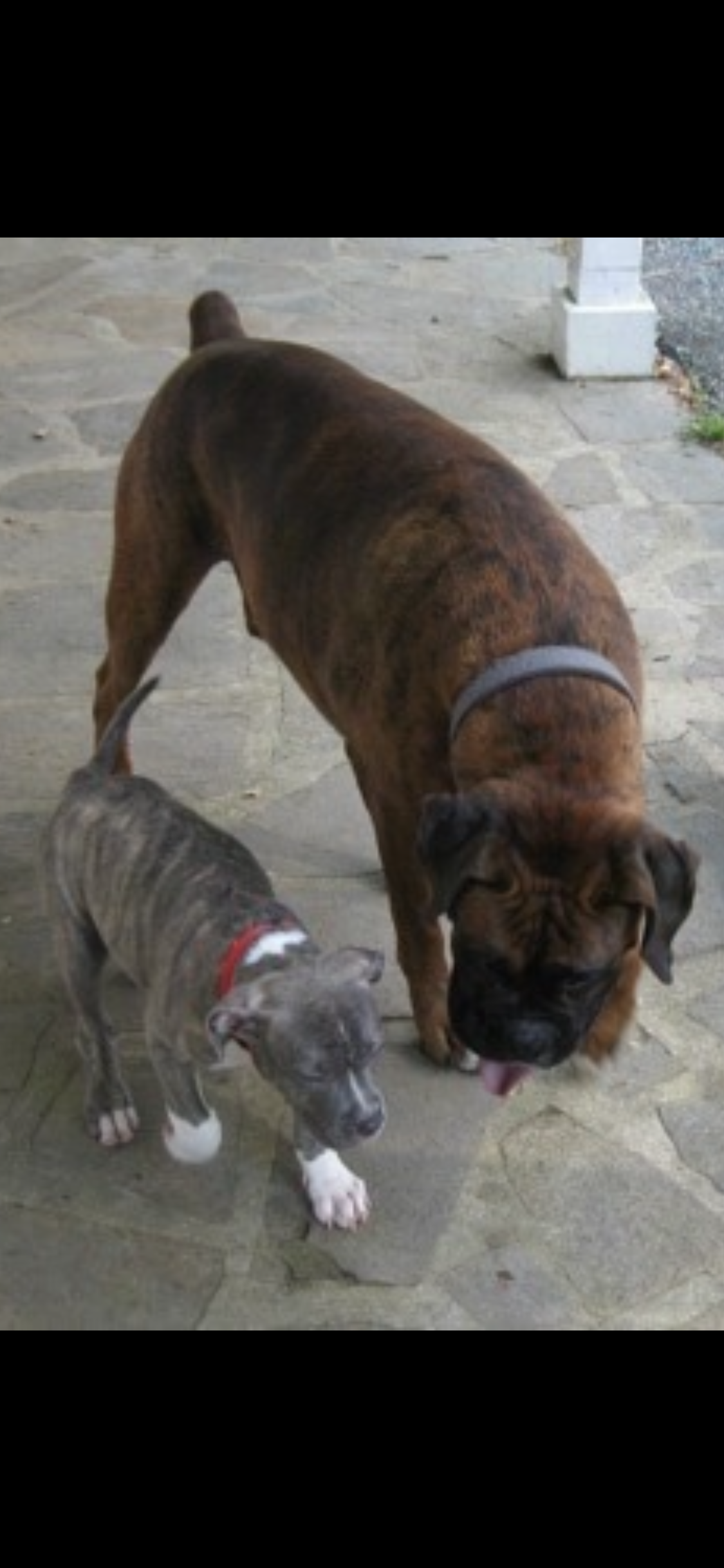 Puppy image 2