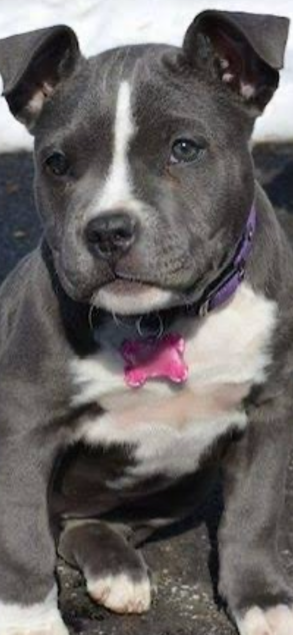 Puppy image 1