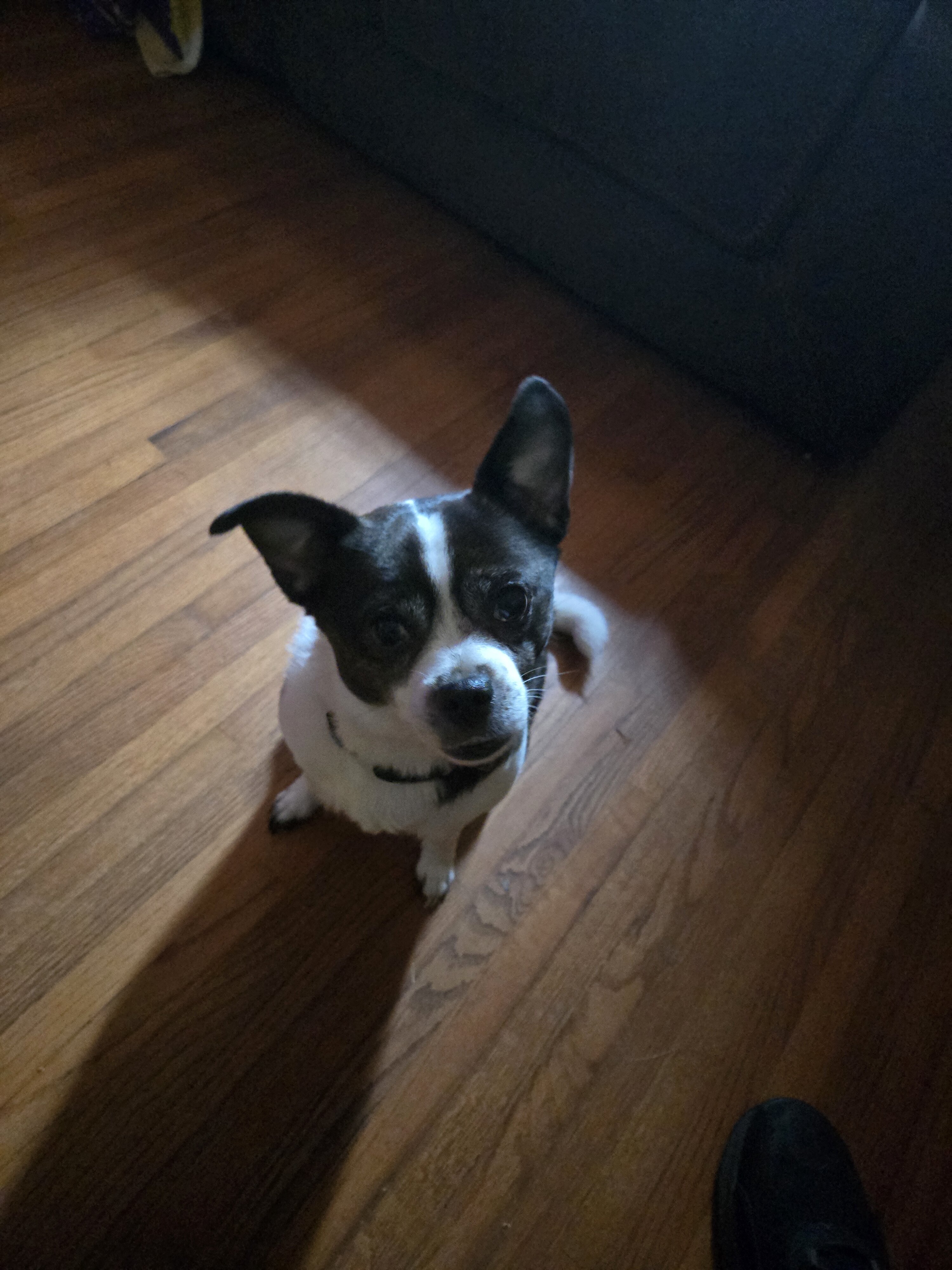 Dogs image 1