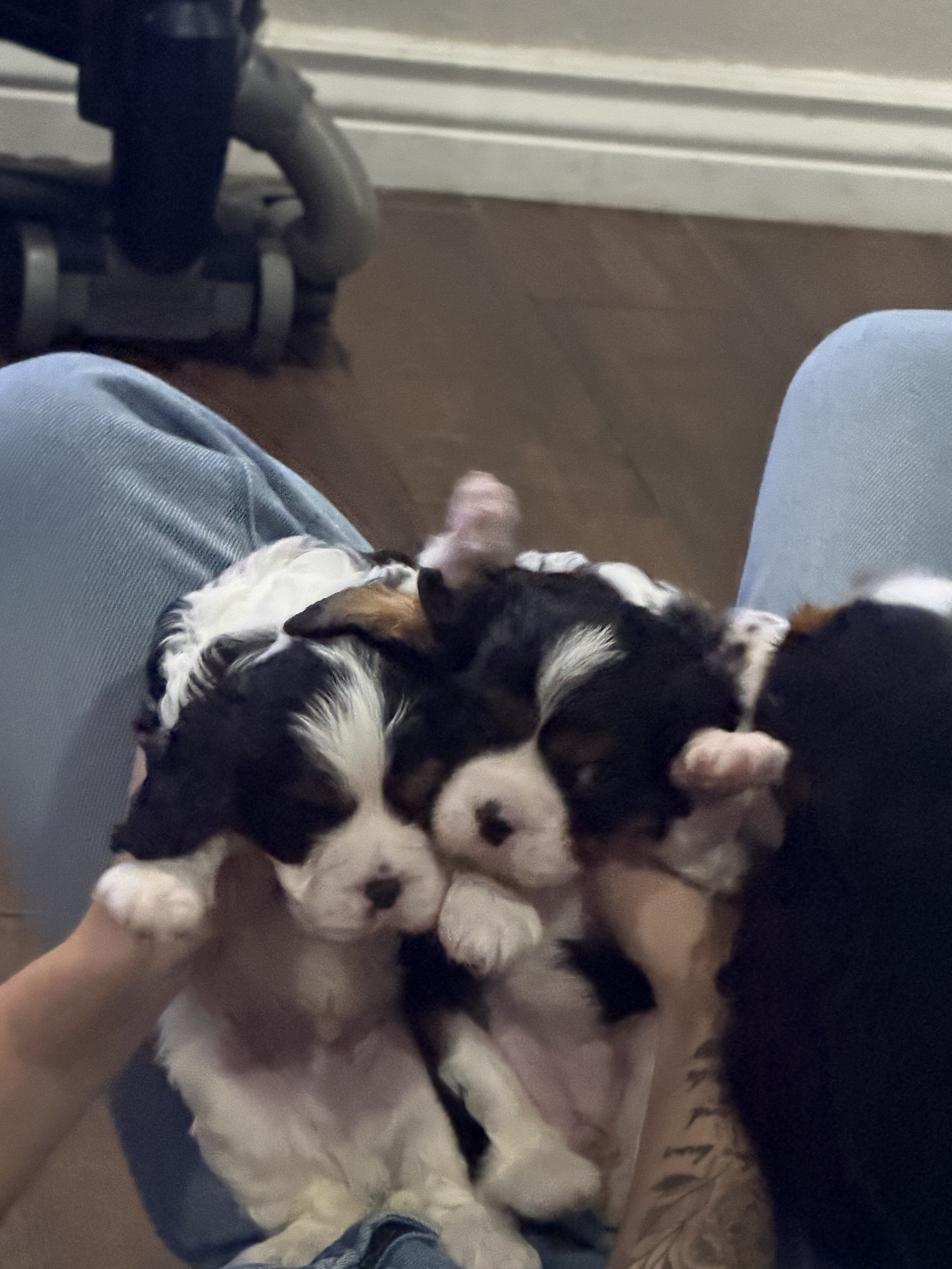 Cavalier King Charles image 4