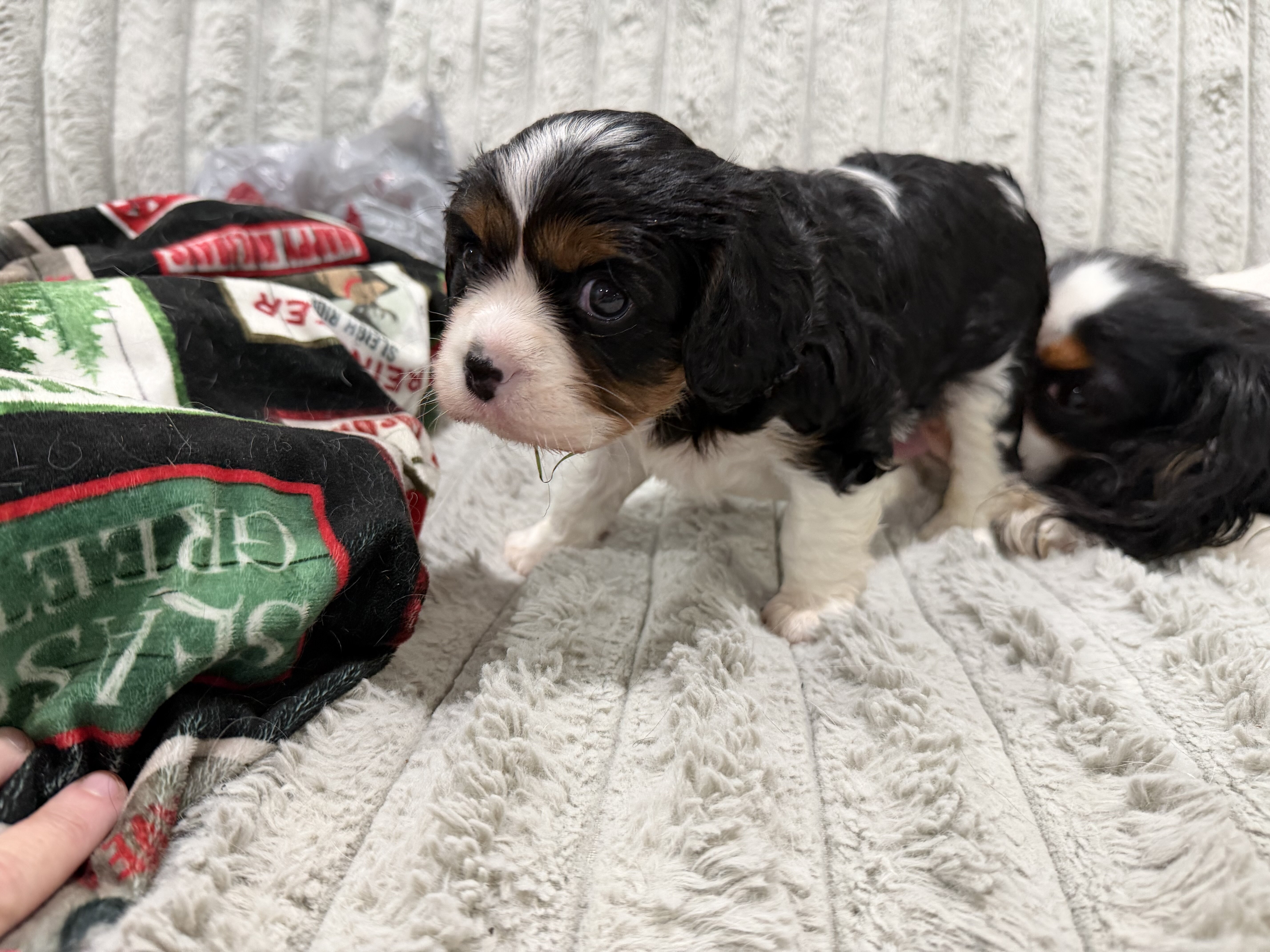 Cavalier King Charles image 1
