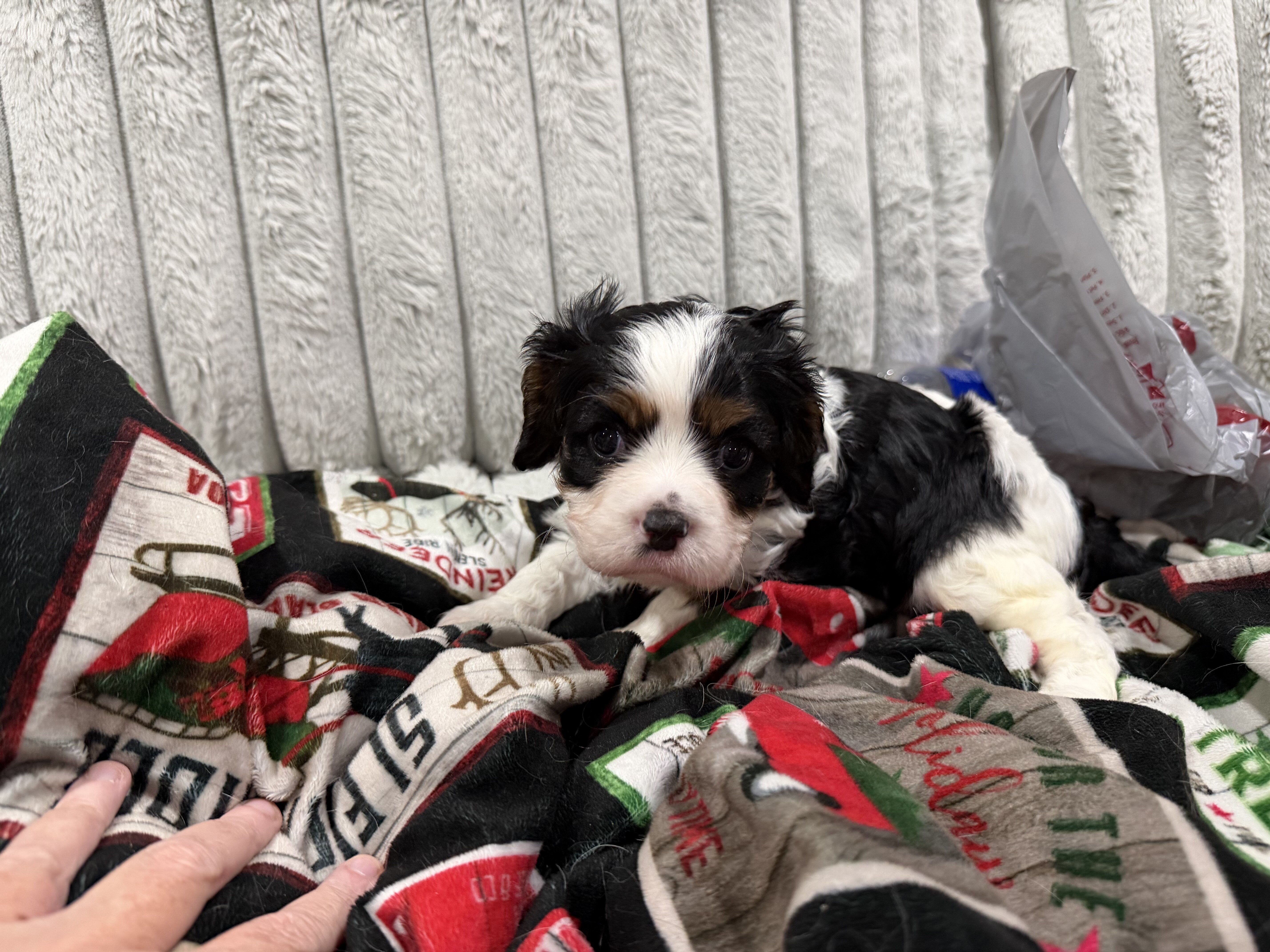 Cavalier King Charles image 2