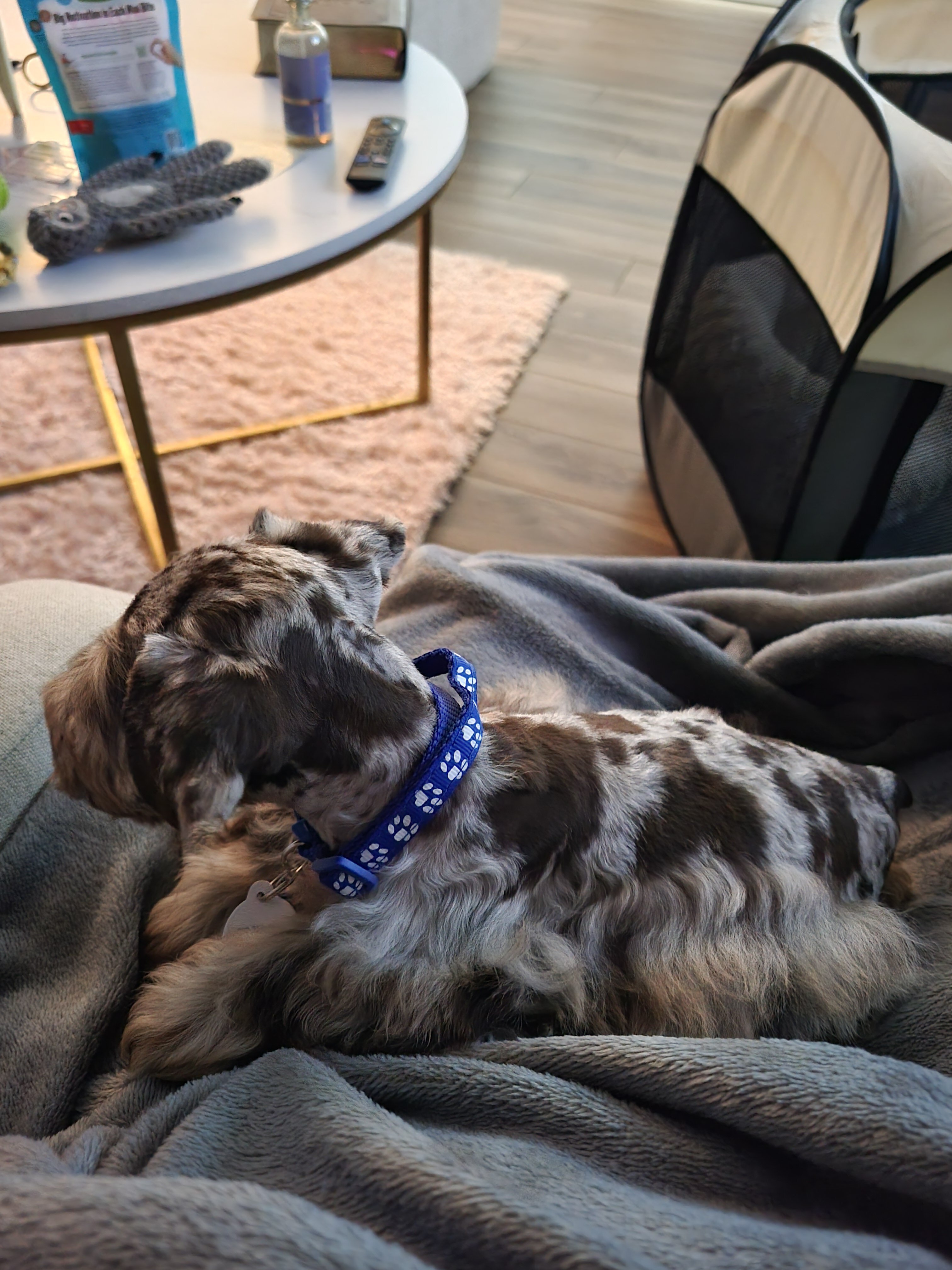 Puppy image 1