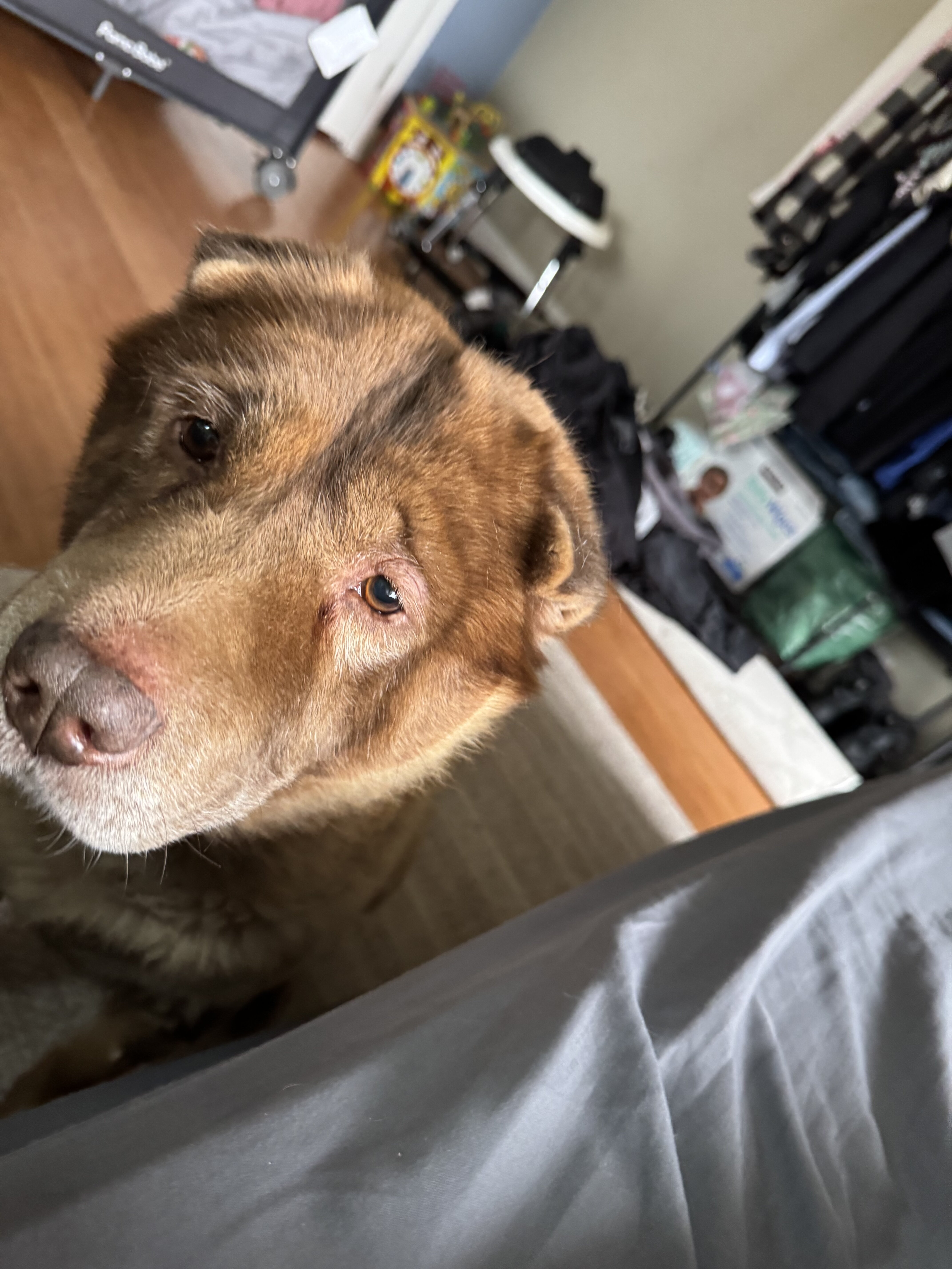 Sharpei mixed Chow Chow image 3