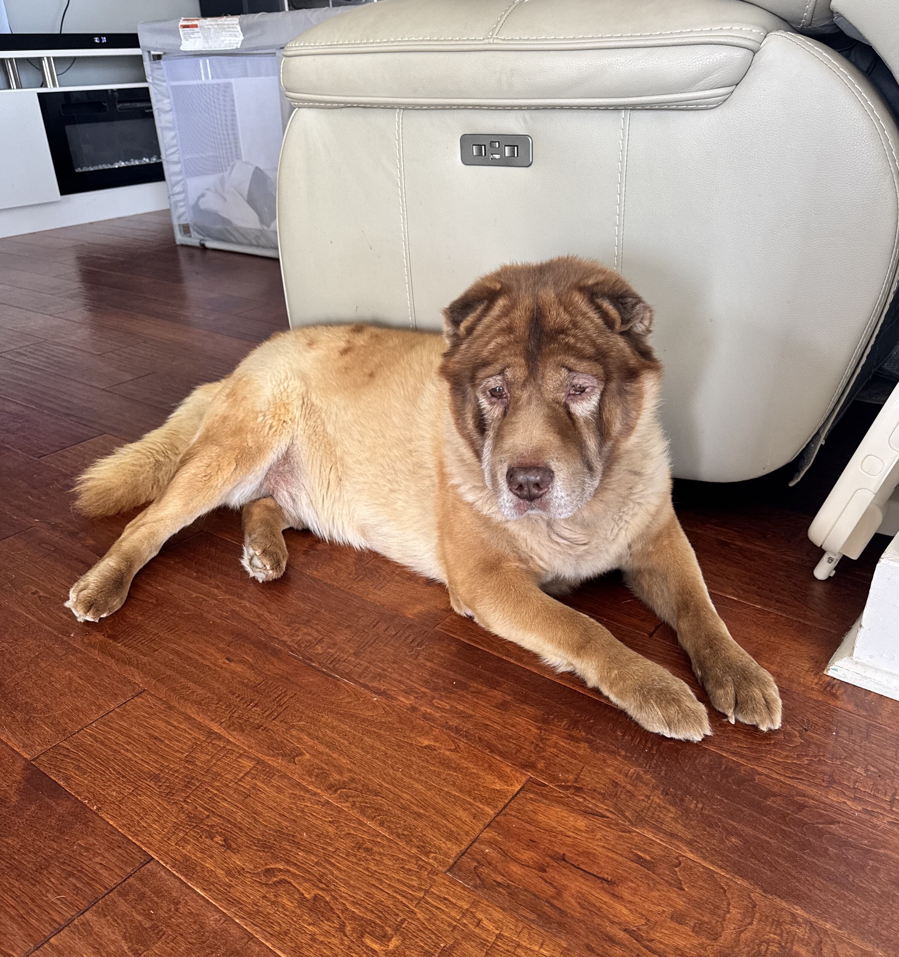 Sharpei mixed Chow Chow image 1