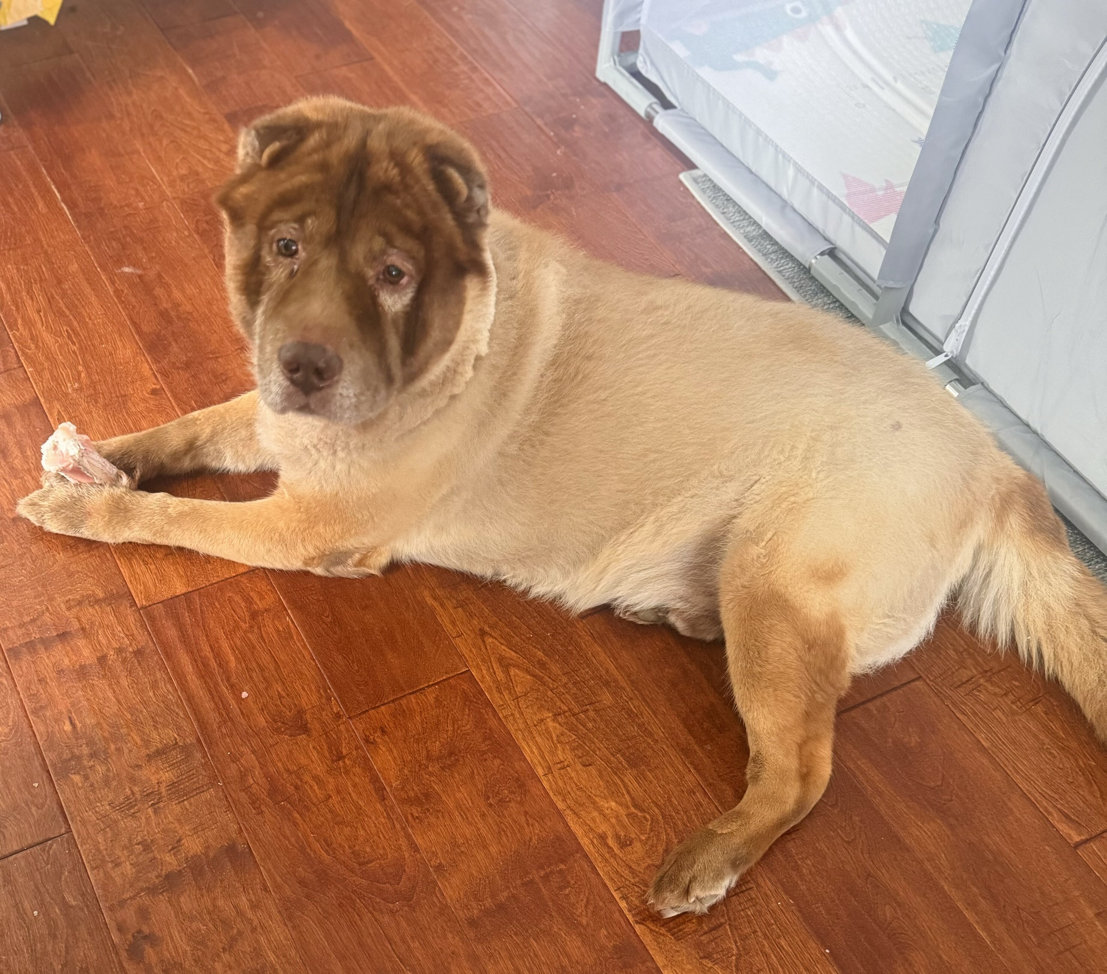 Sharpei mixed Chow Chow image 2