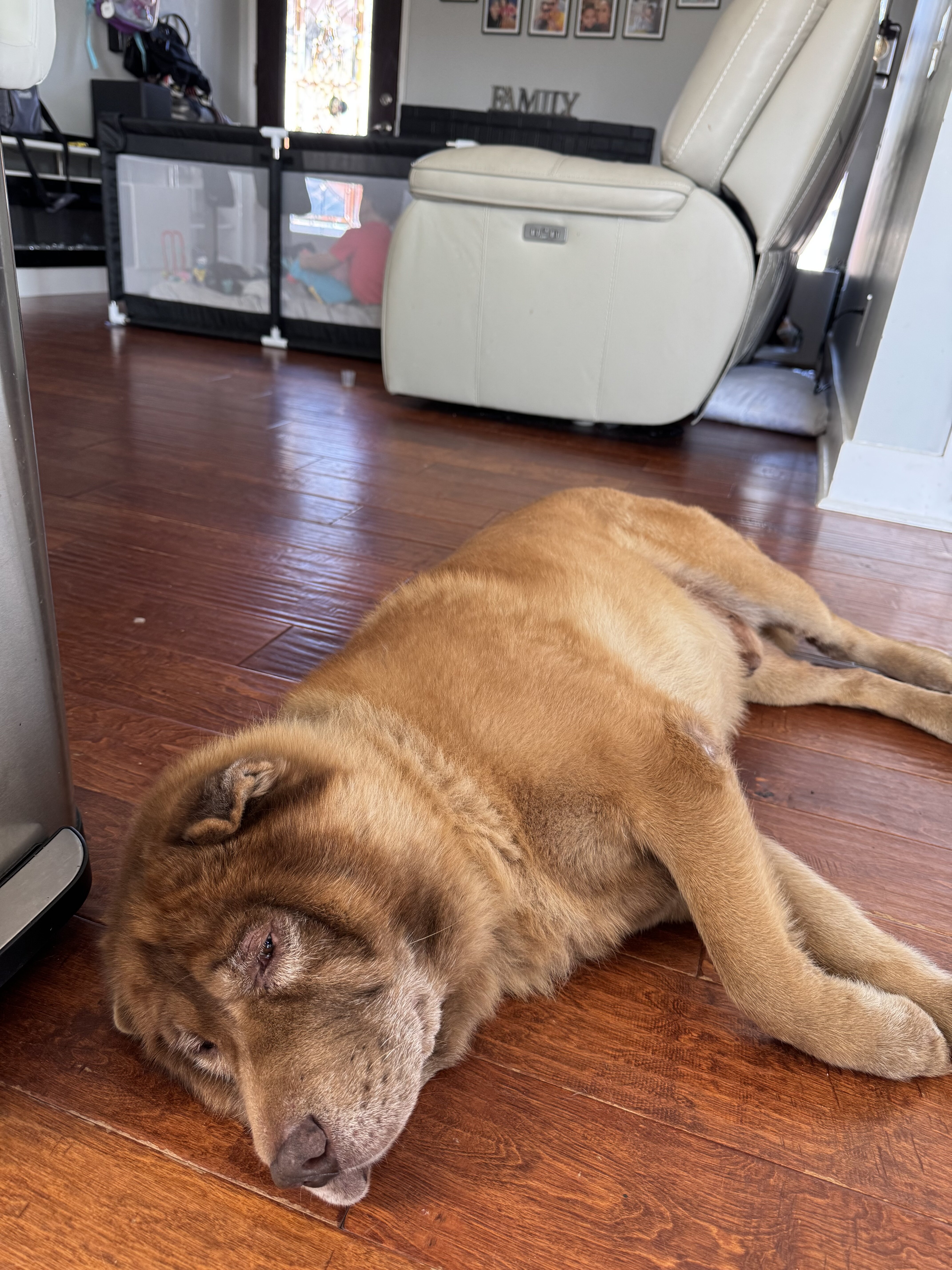 Sharpei mixed Chow Chow image 4