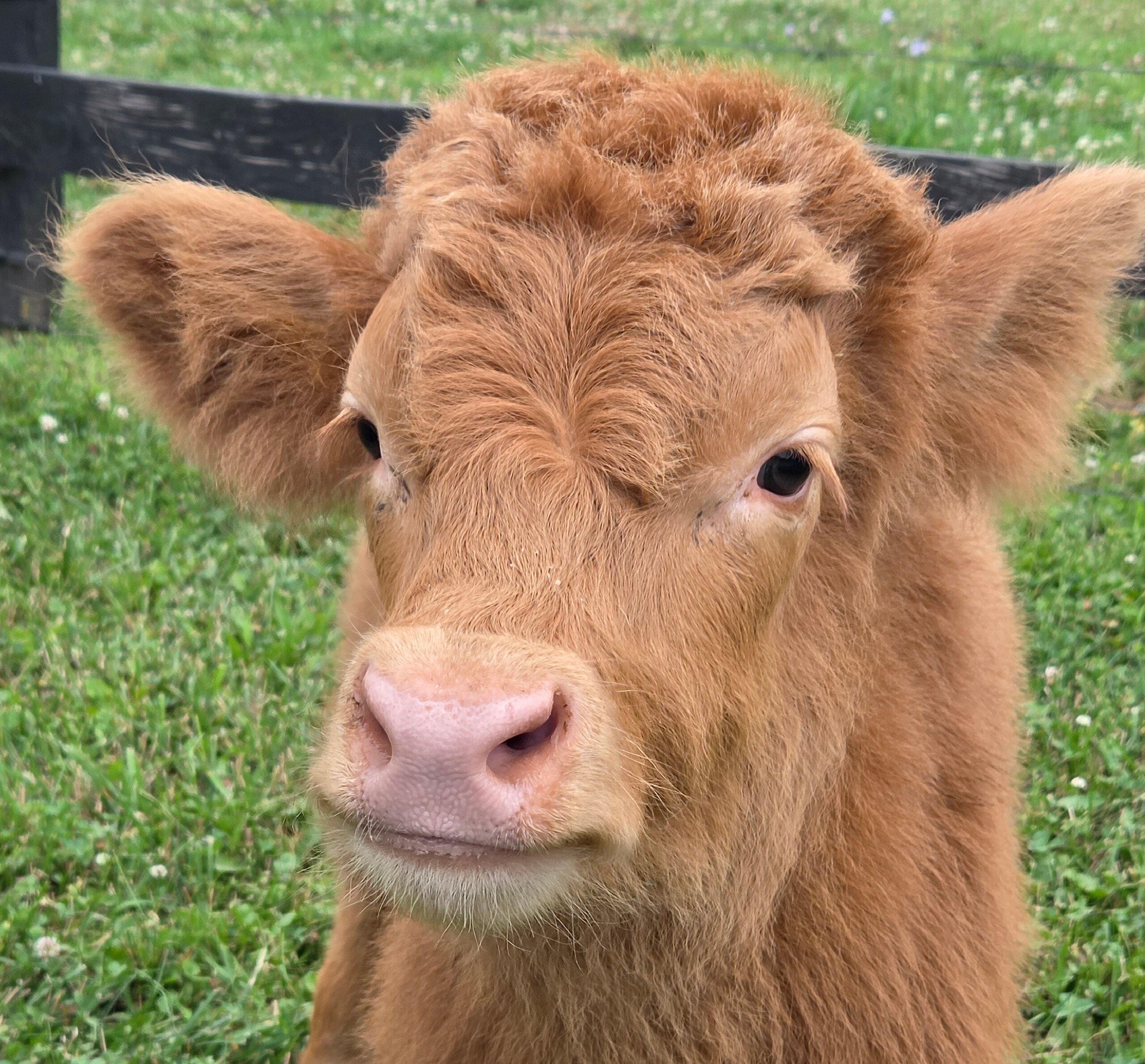 Mini Scottish Highland image 2