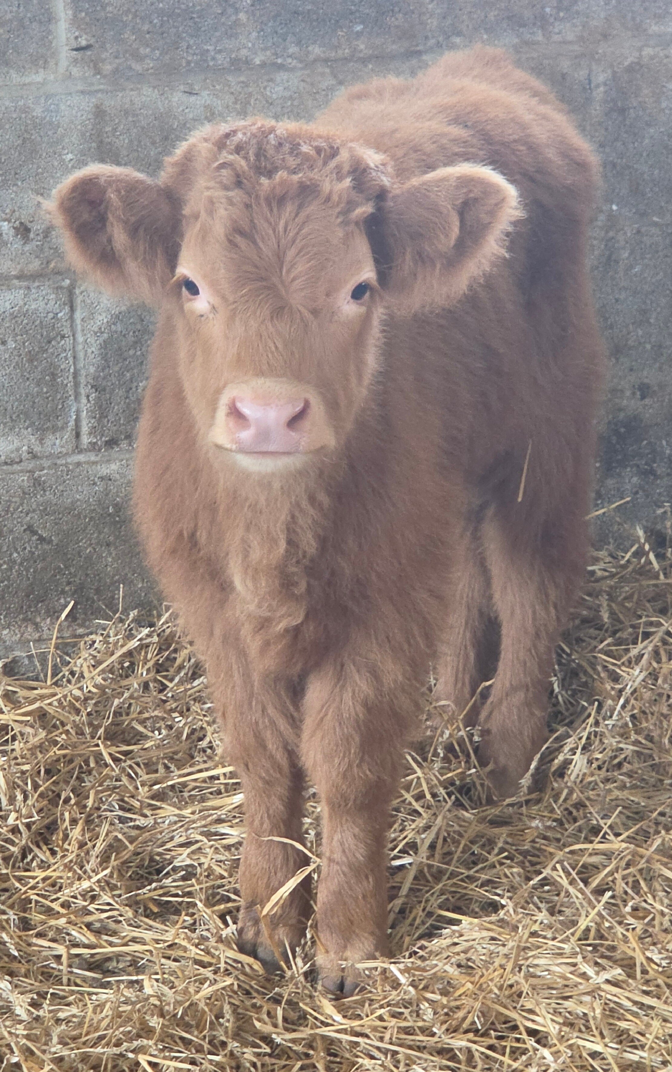 Mini Scottish Highland image 3