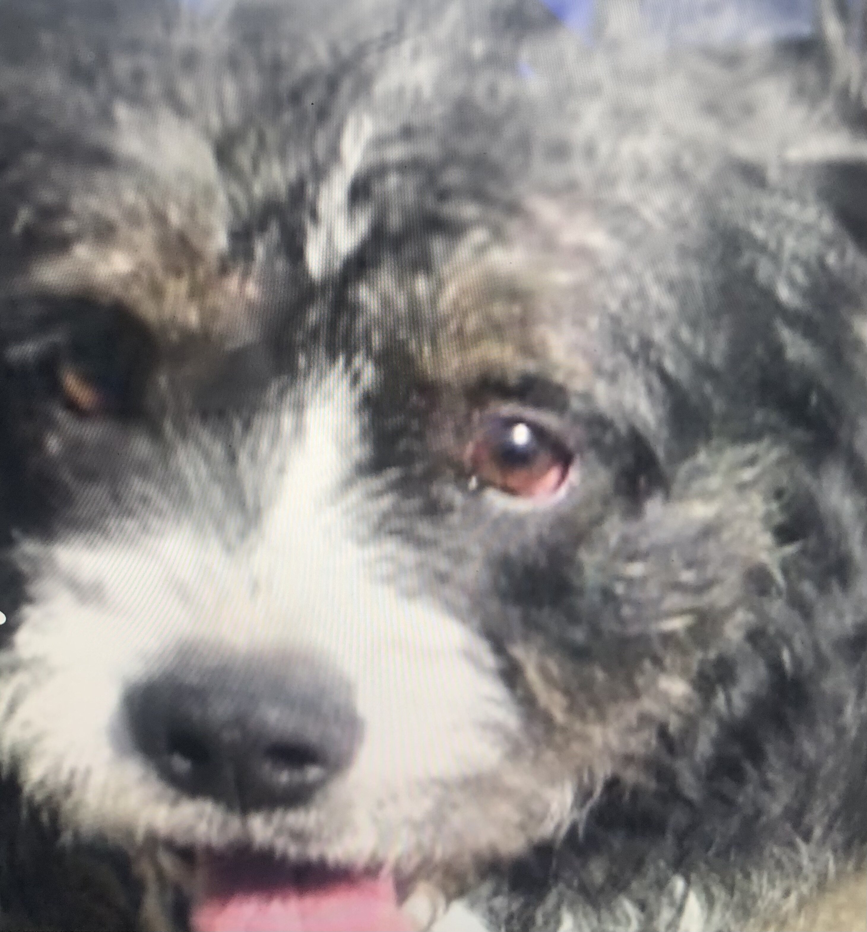 Dog rehousing image 1