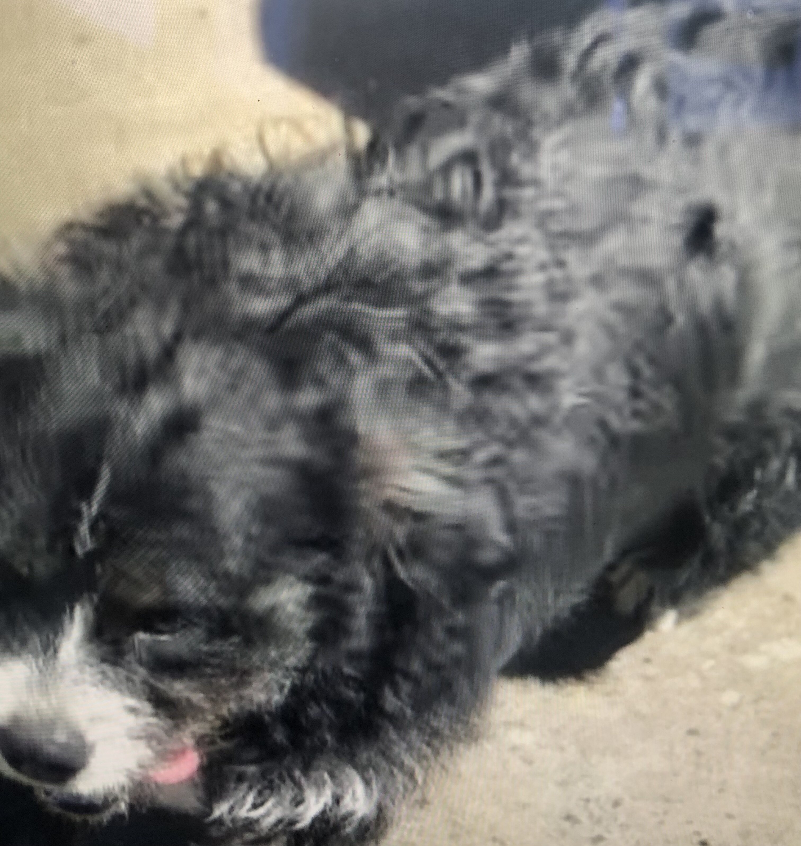 Dog rehousing image 2