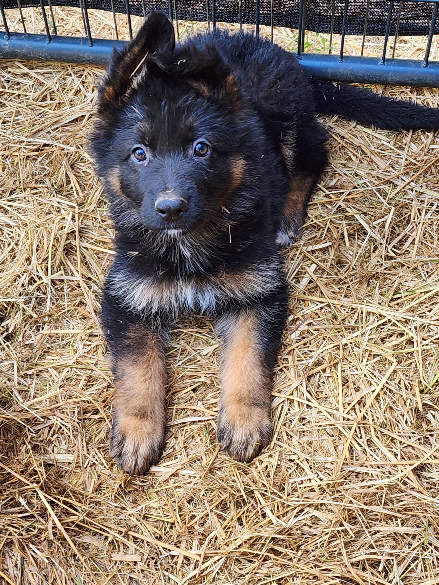 AKC German shepherd puppies image 3