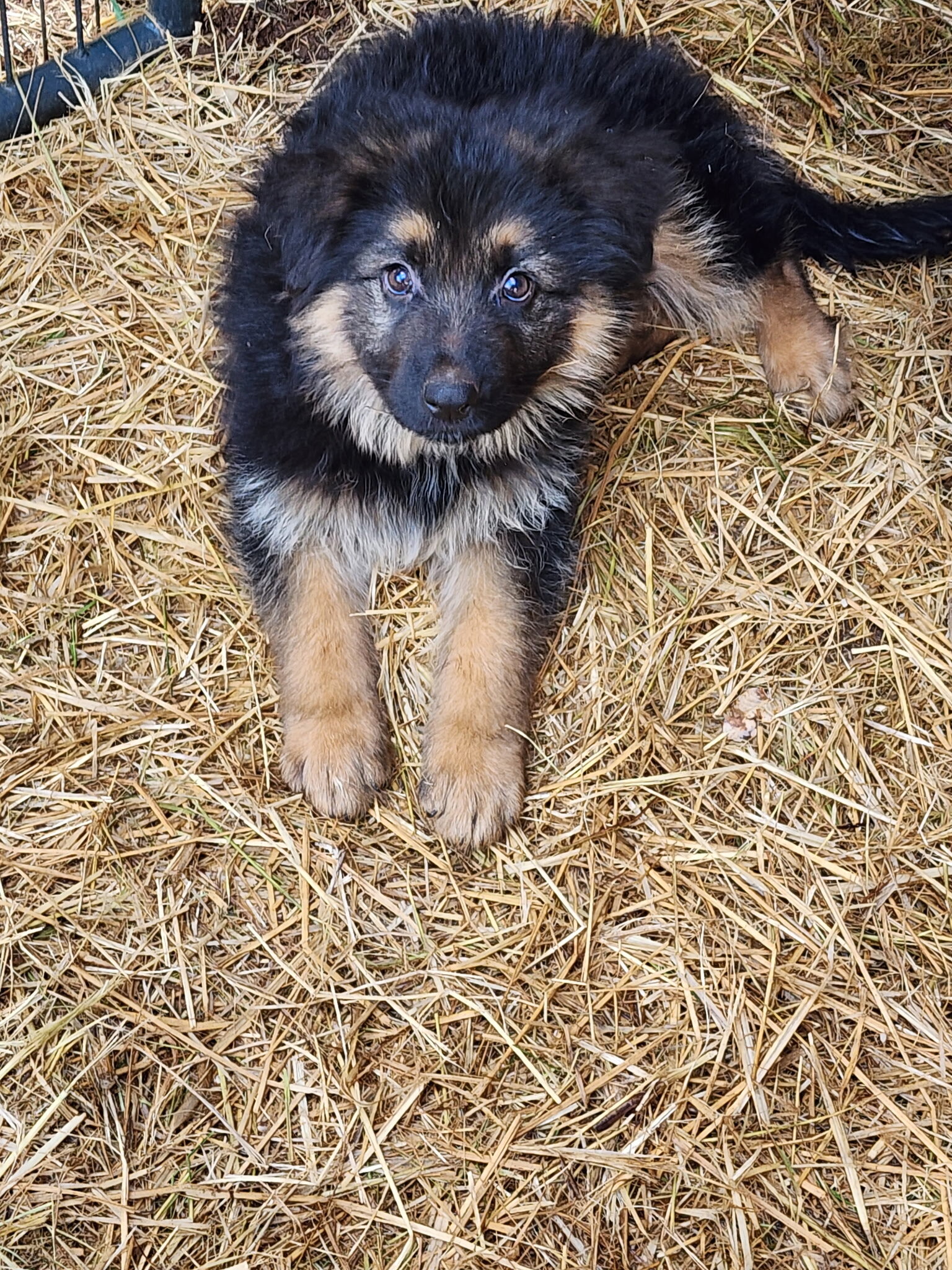 AKC German shepherd puppies image 1