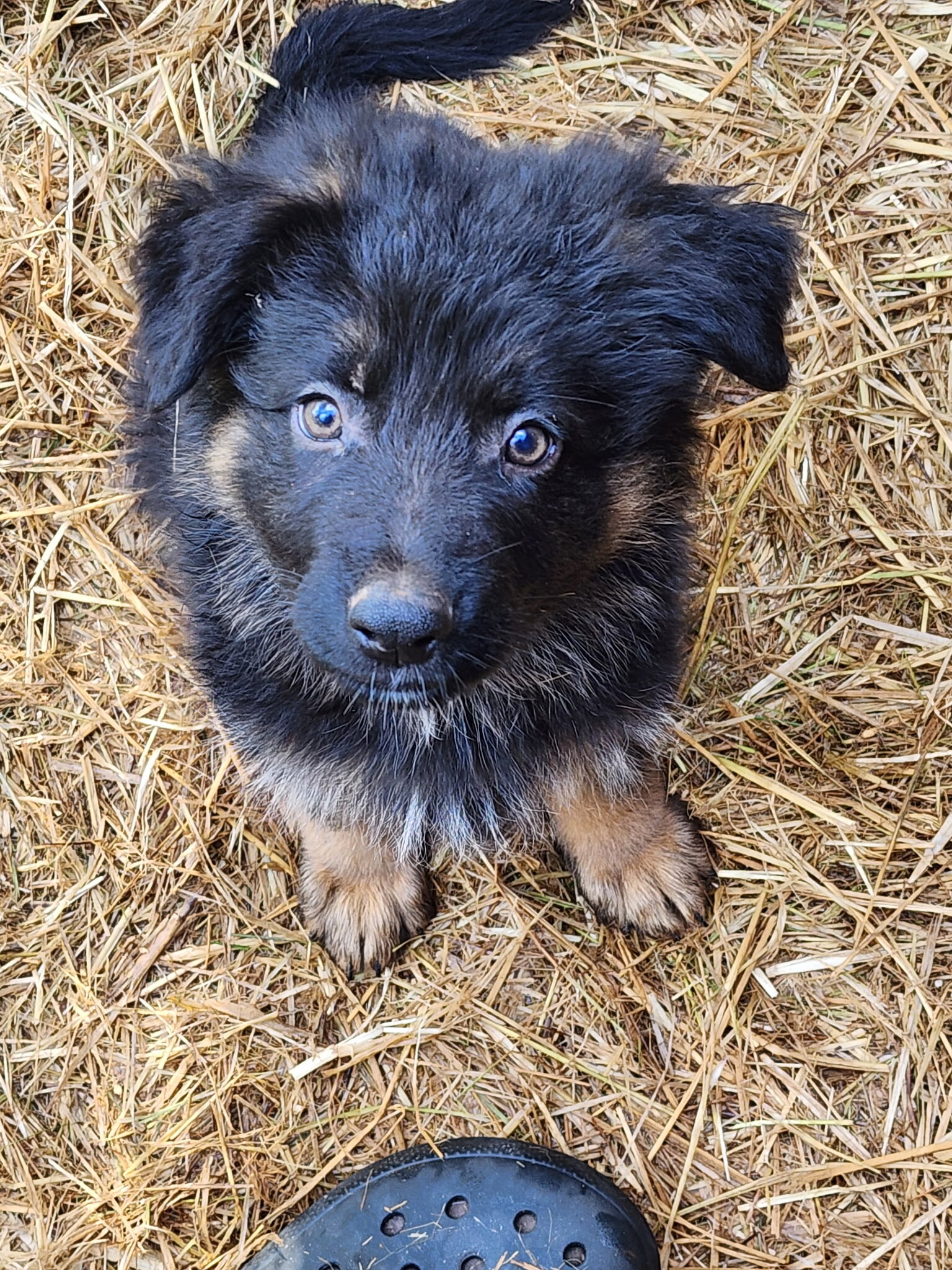 AKC German shepherd puppies image 2