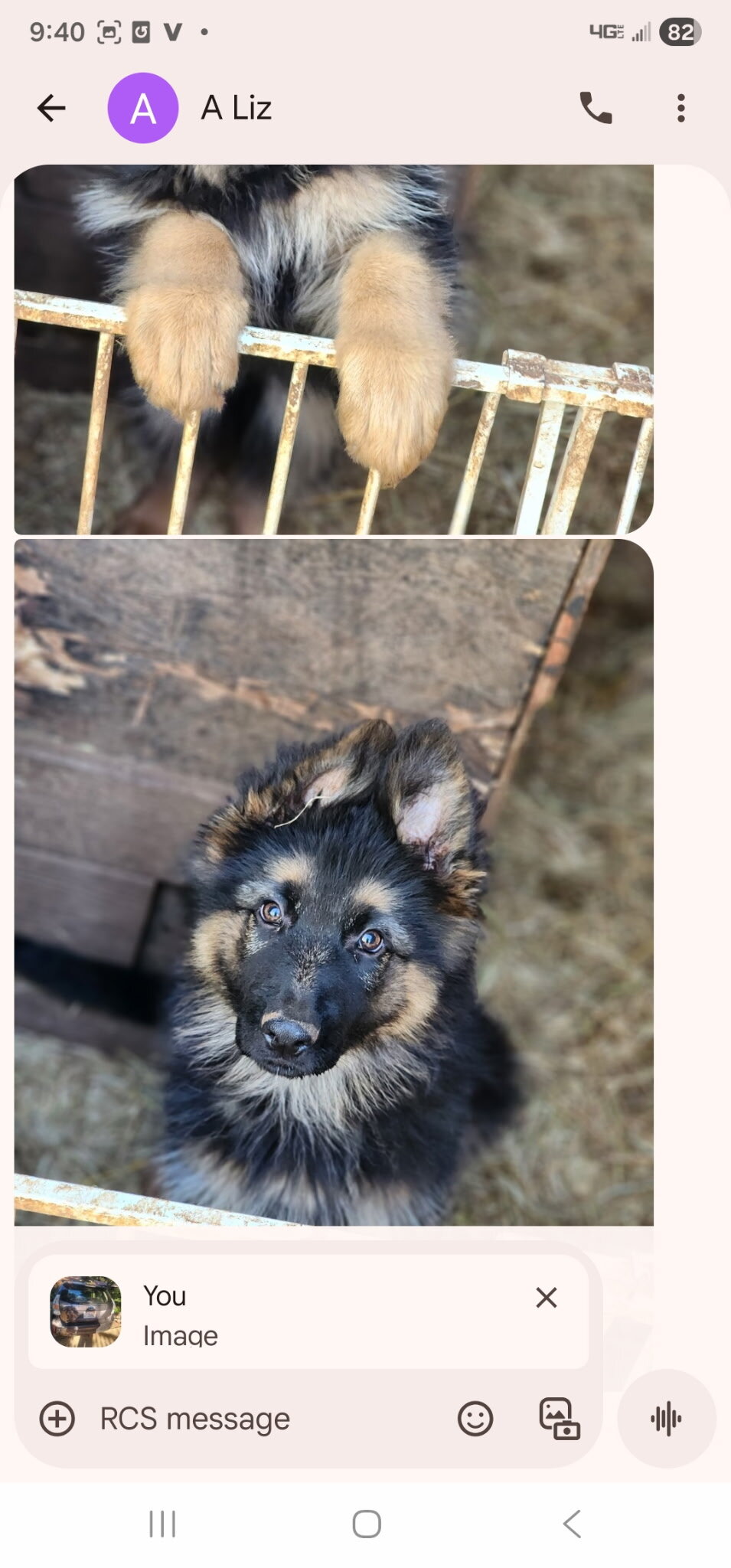 AKC German shepherd puppies image 5