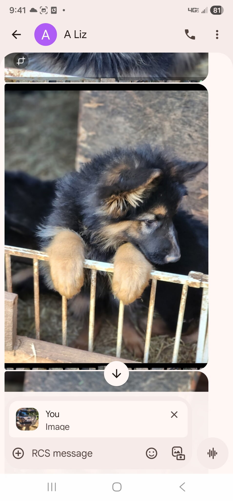 AKC German shepherd puppies image 4