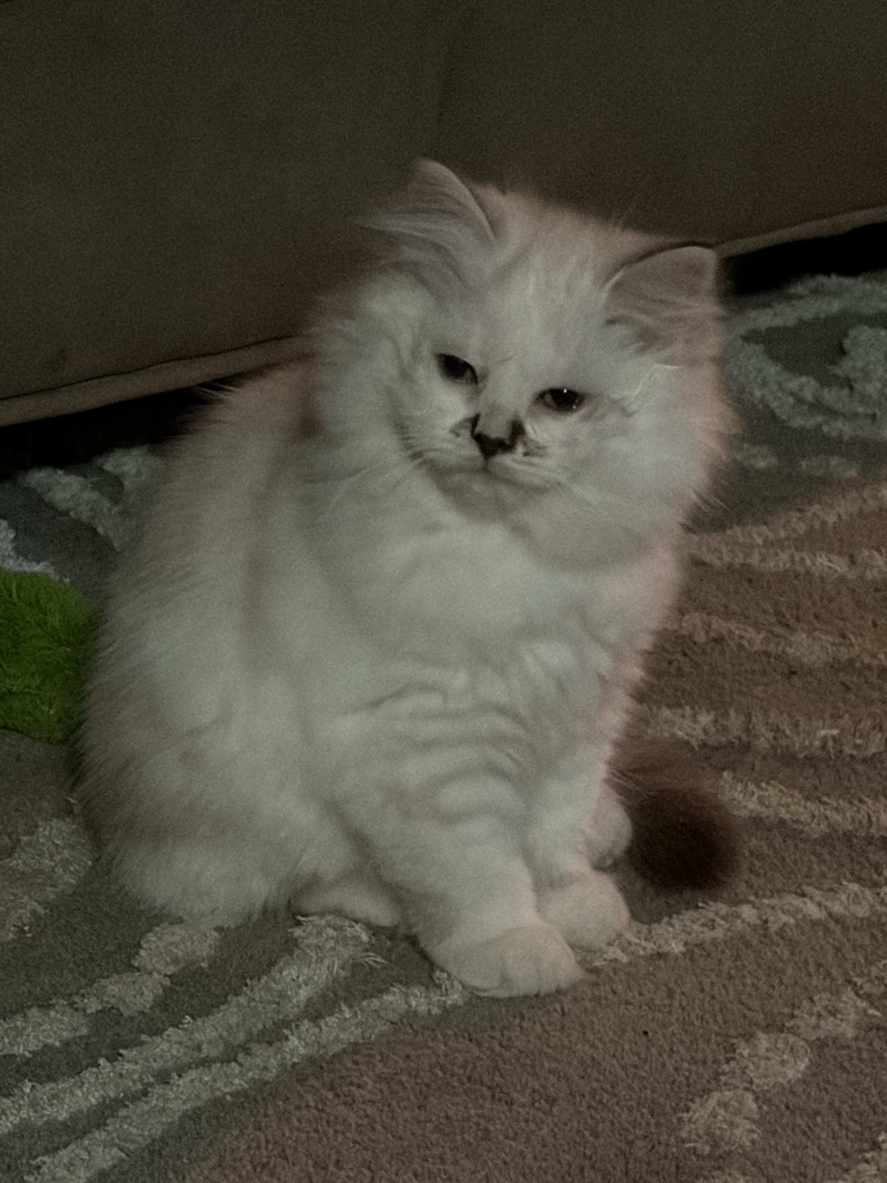 Siberian kitten image 4