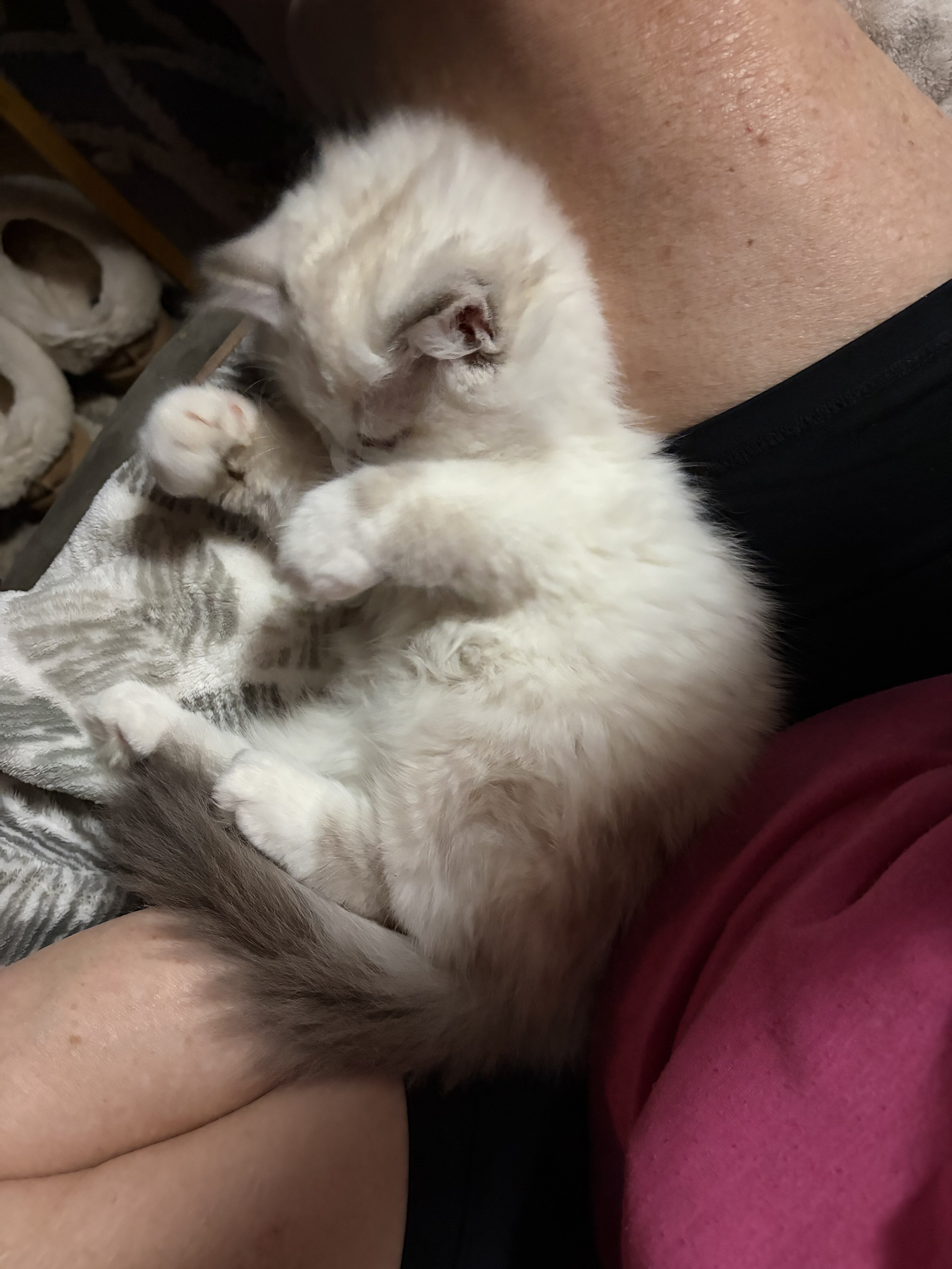 Siberian kitten image 3