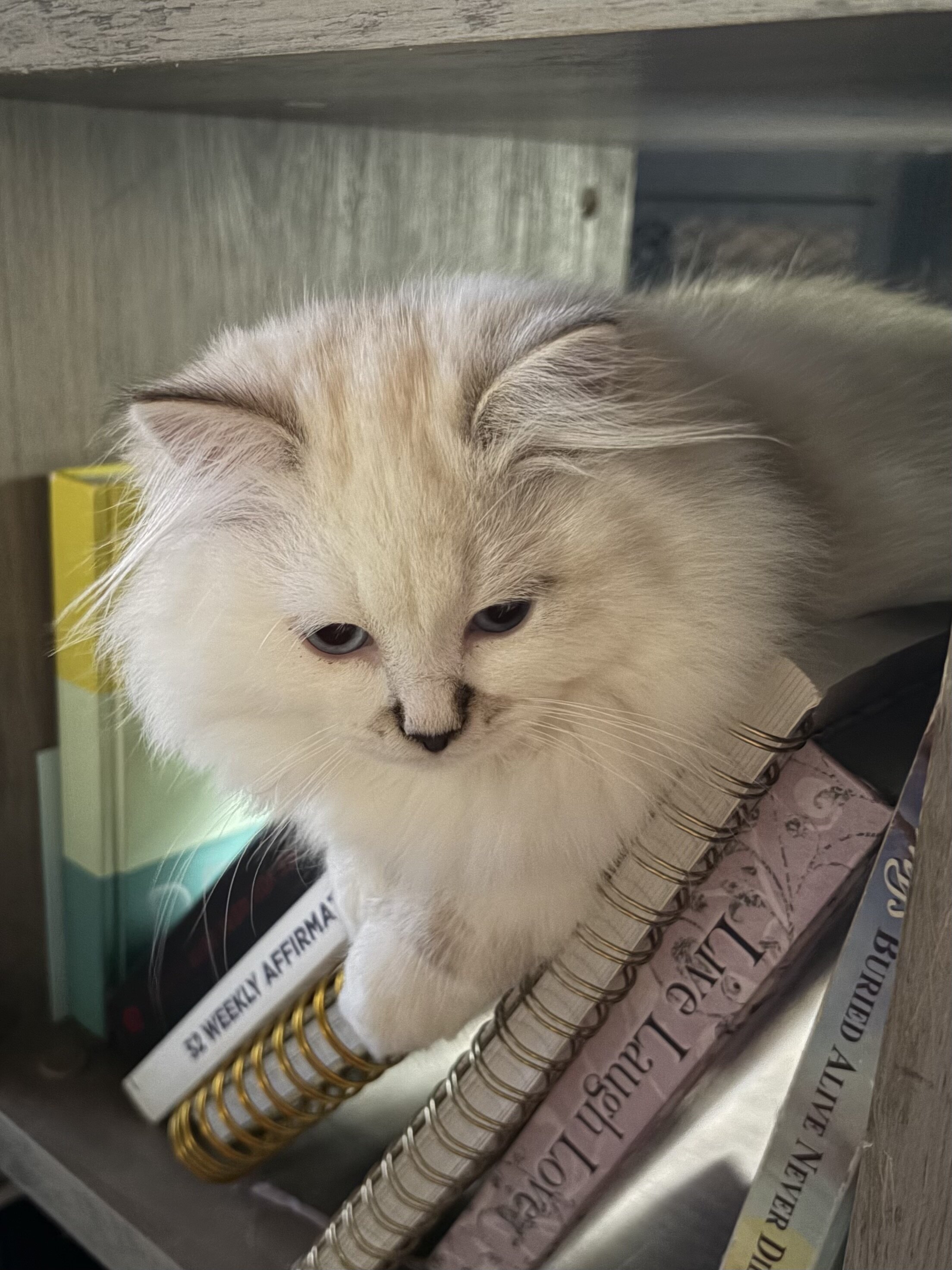 Siberian kitten image 1