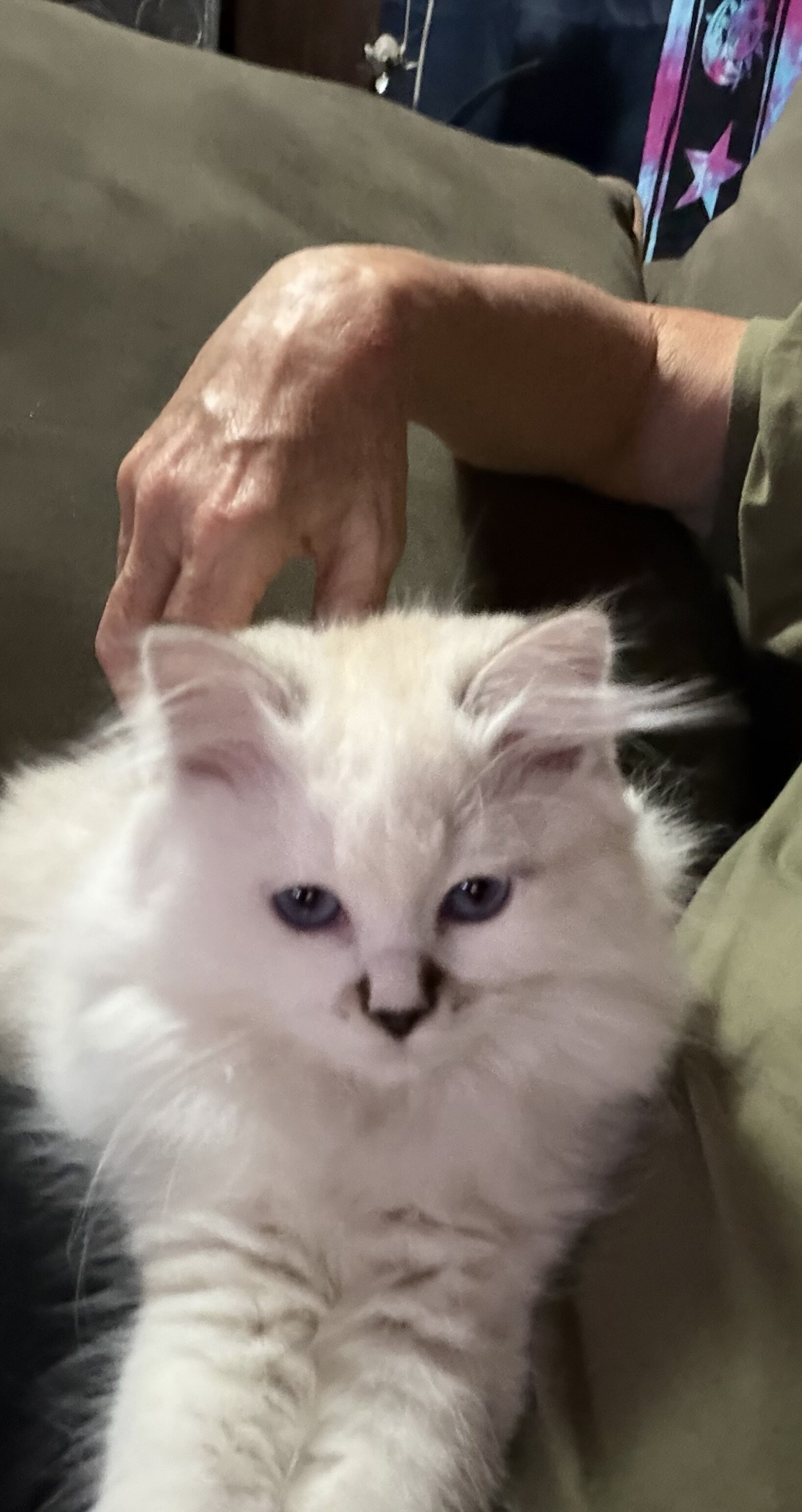 Siberian kitten image 2