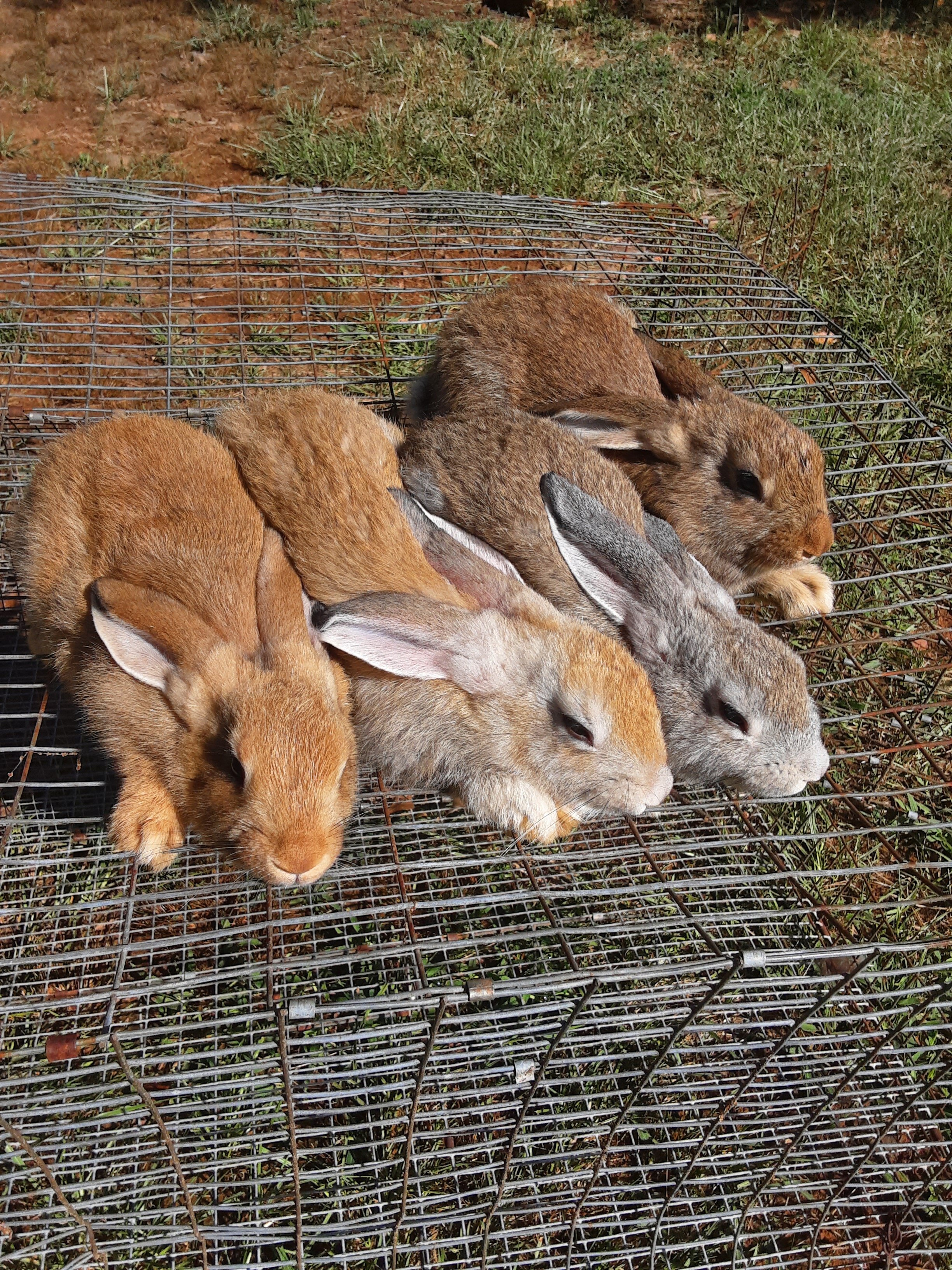 Flemish Giant bunnies image 4
